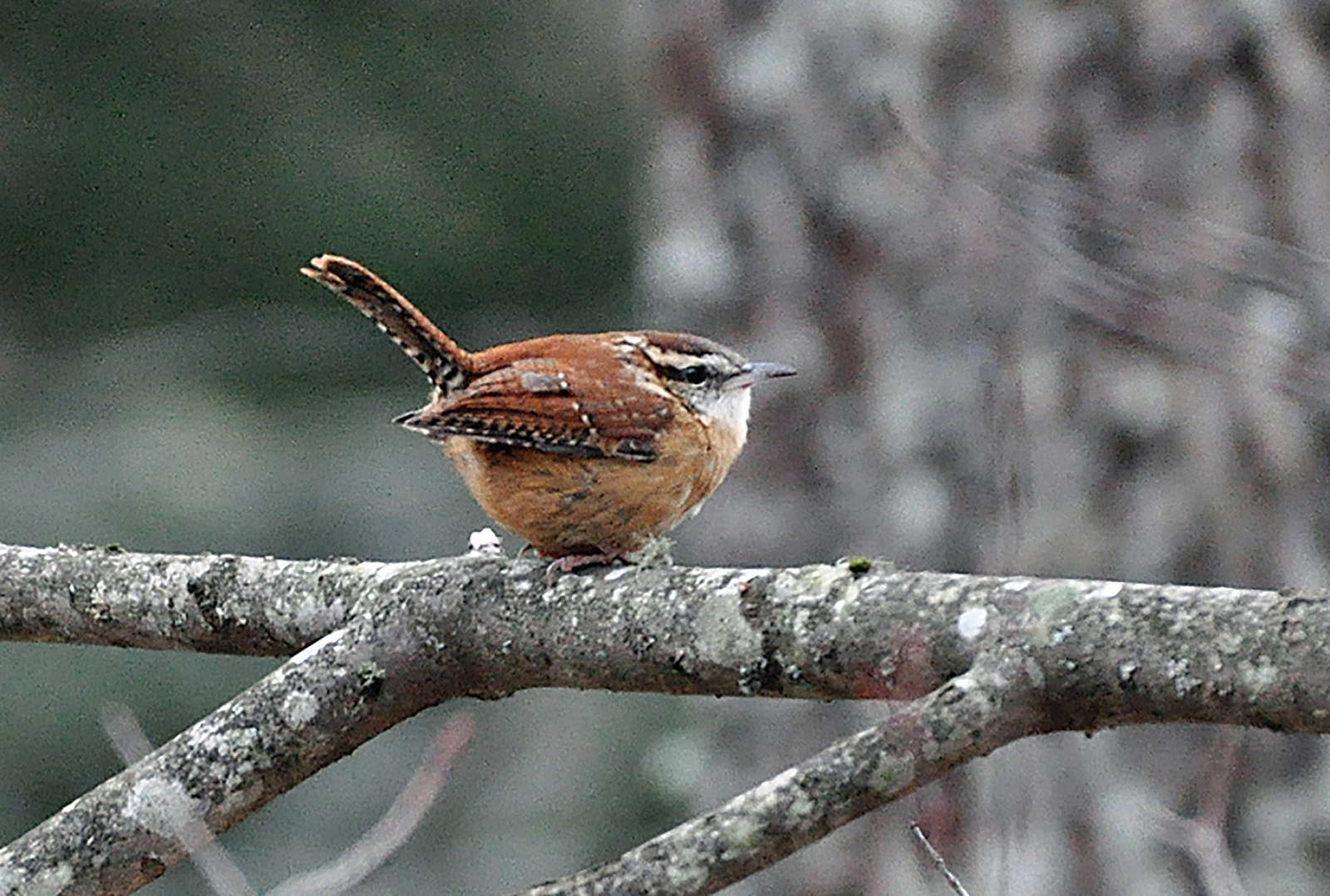 Carolina-Wren-highlands-nc