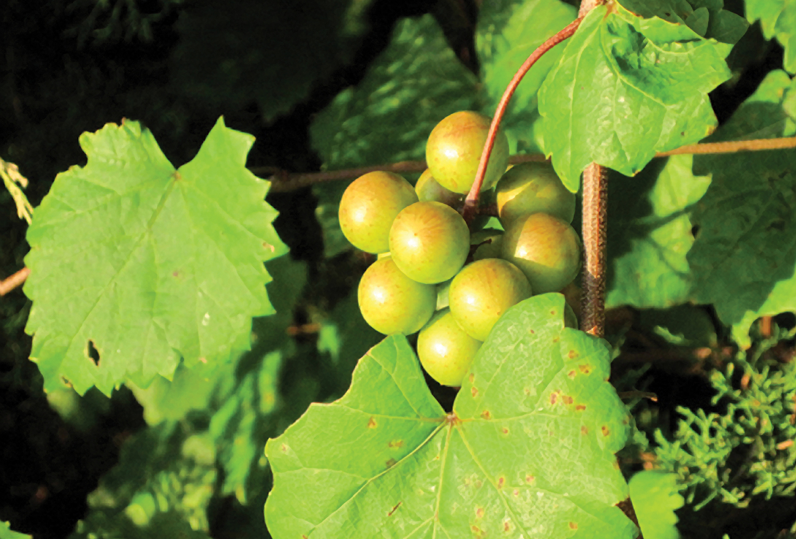 Fox-grapes-highlands-nc