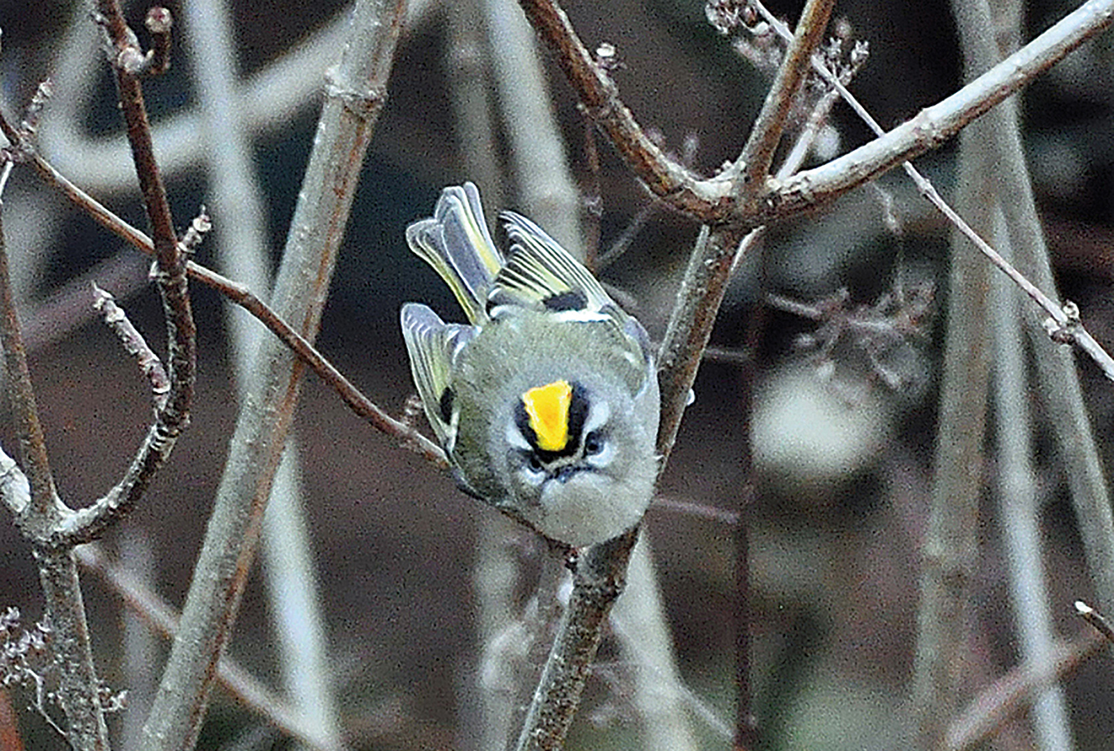 Golden-crowned-Kinglet-highlands-nc