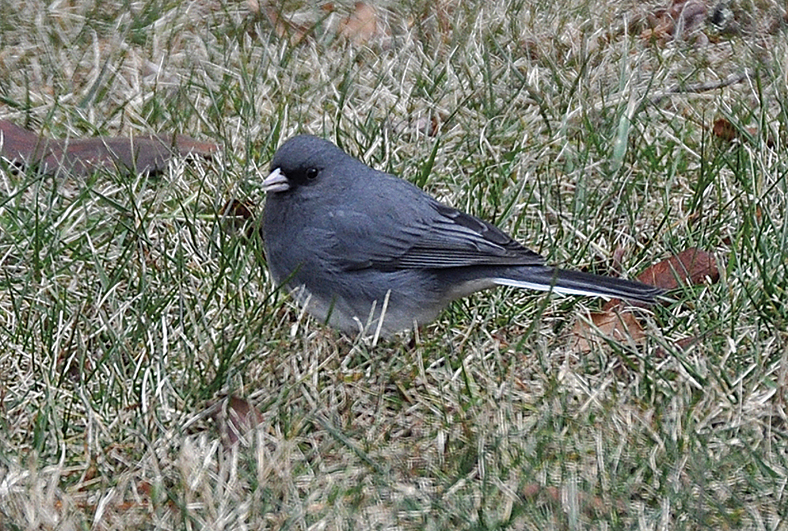 Junco-highlands-nc