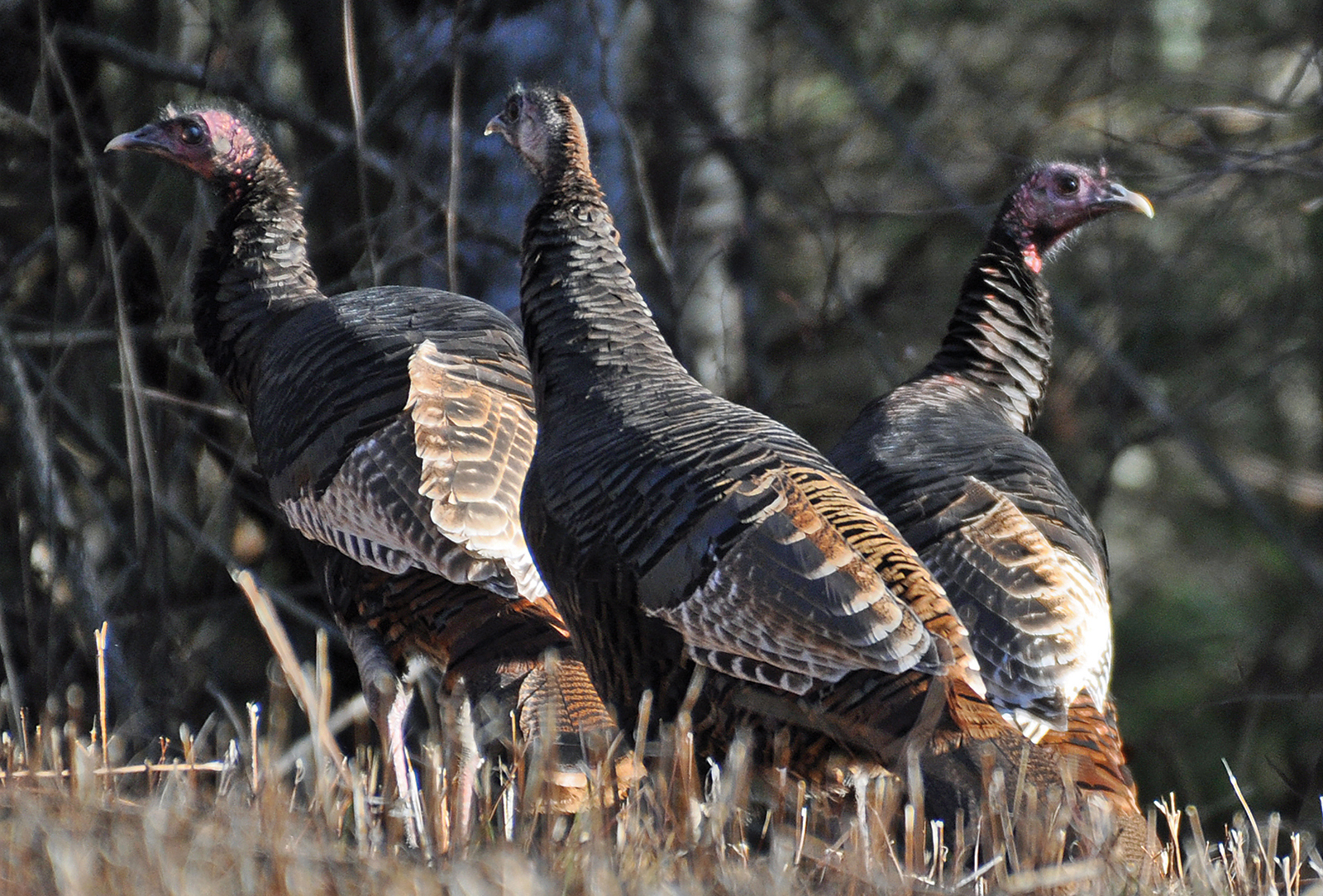 Wild-Turkey-highlands-audubon-society-nc