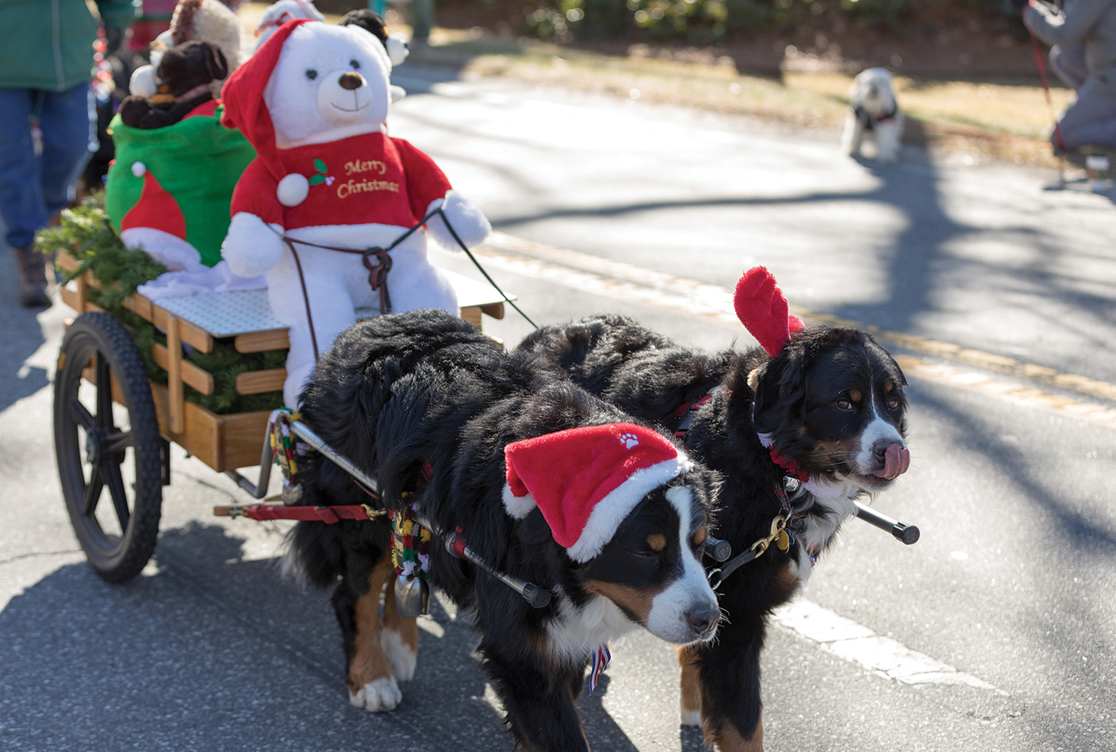 cashiers-christmas-parade-nc-doggies