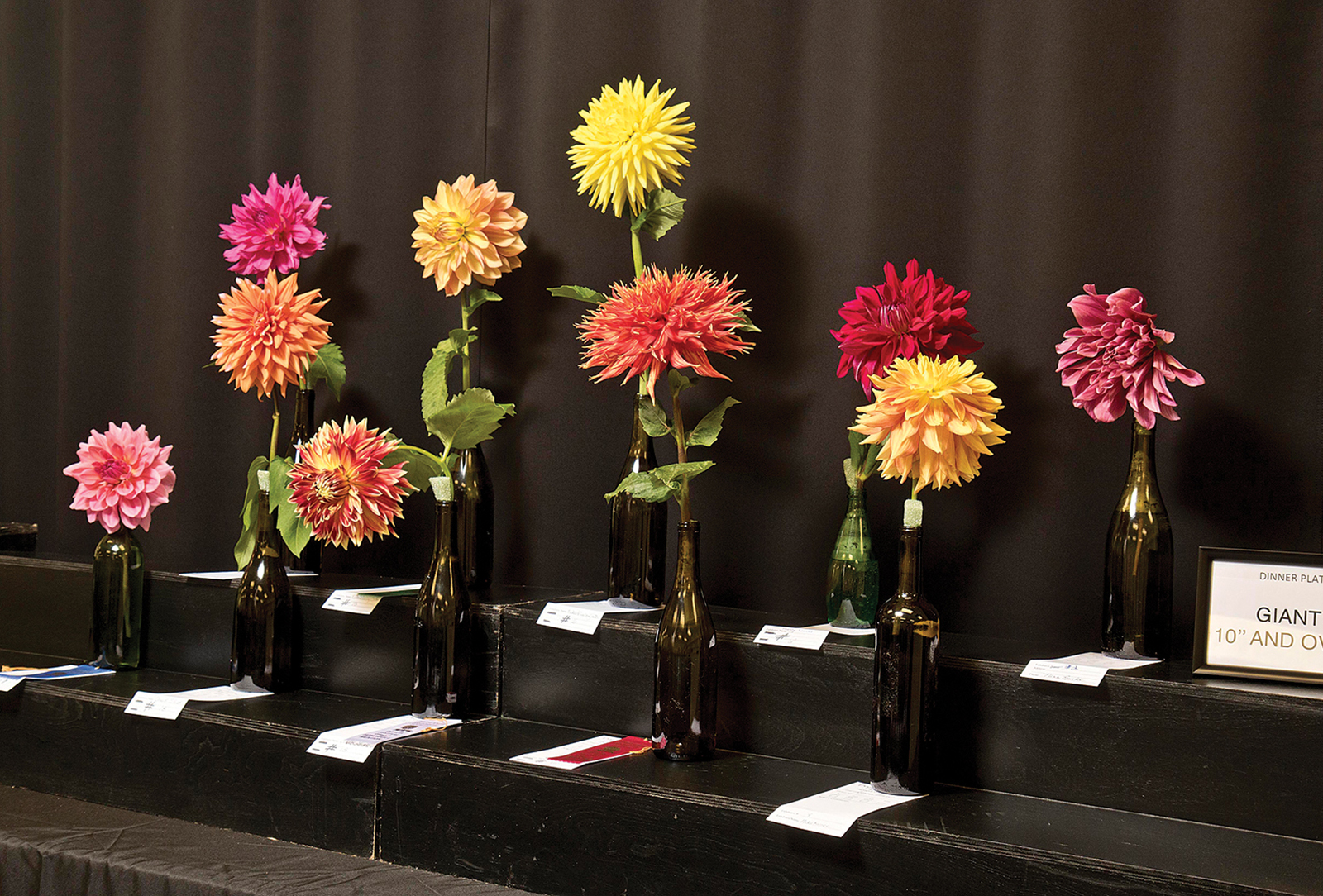 dahlia-festival-highlands-nc