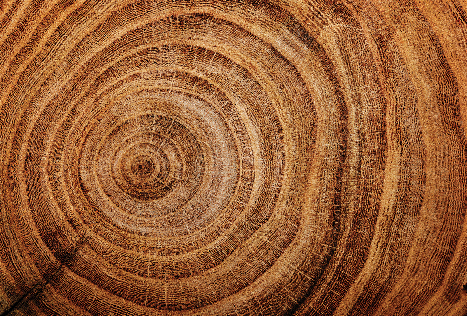 highlands-cashiers-land-trust-tree-rings-nc