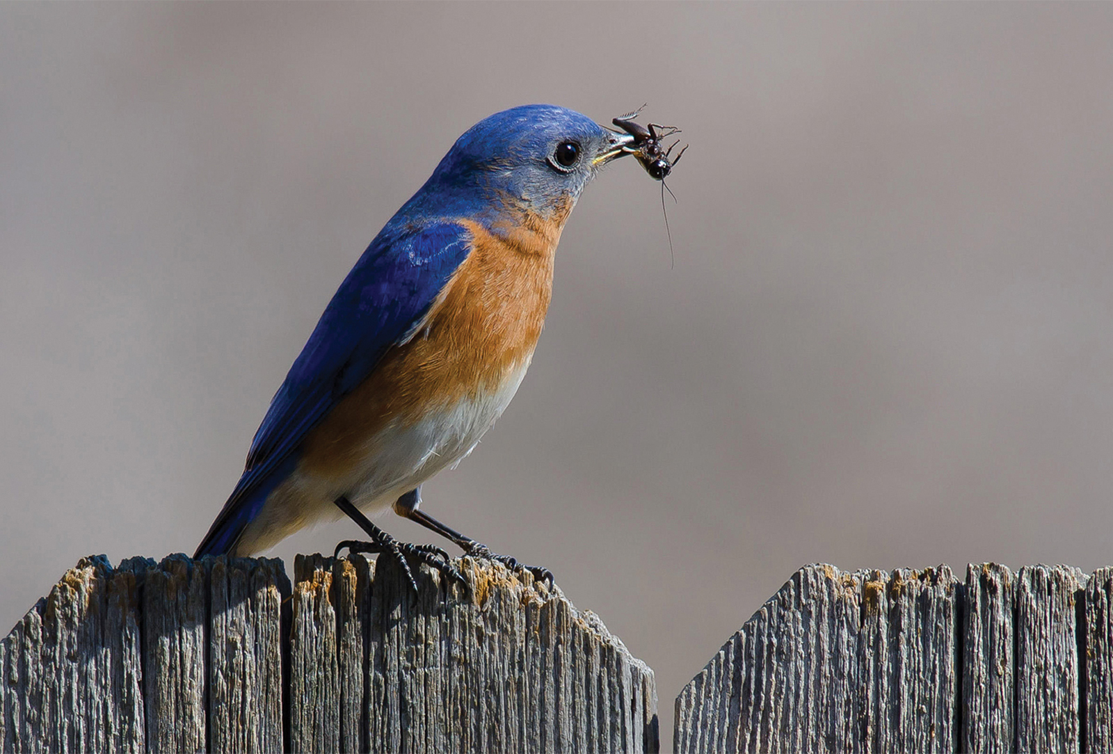 Eastern-Bluebird-Laurie-Lawler-highlands-audubon-society