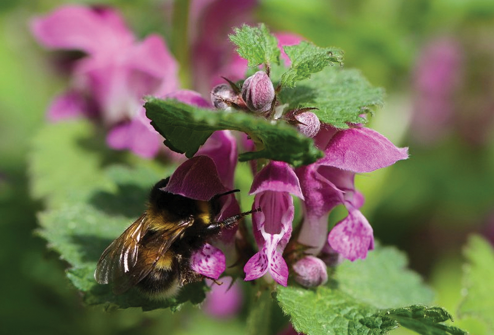 Lamium-with-bumblebee-gardening-highlands