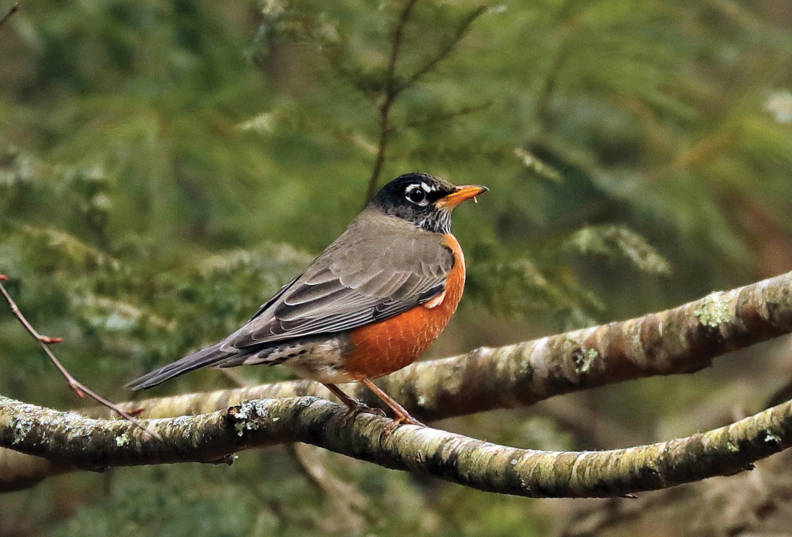 american-robin-highlands-audubon-society
