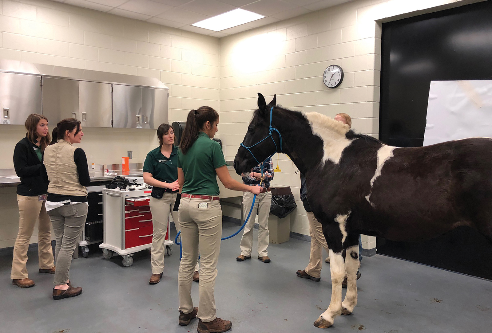 Anna Banana’s first check-up at UGA Veterinary Medical Center