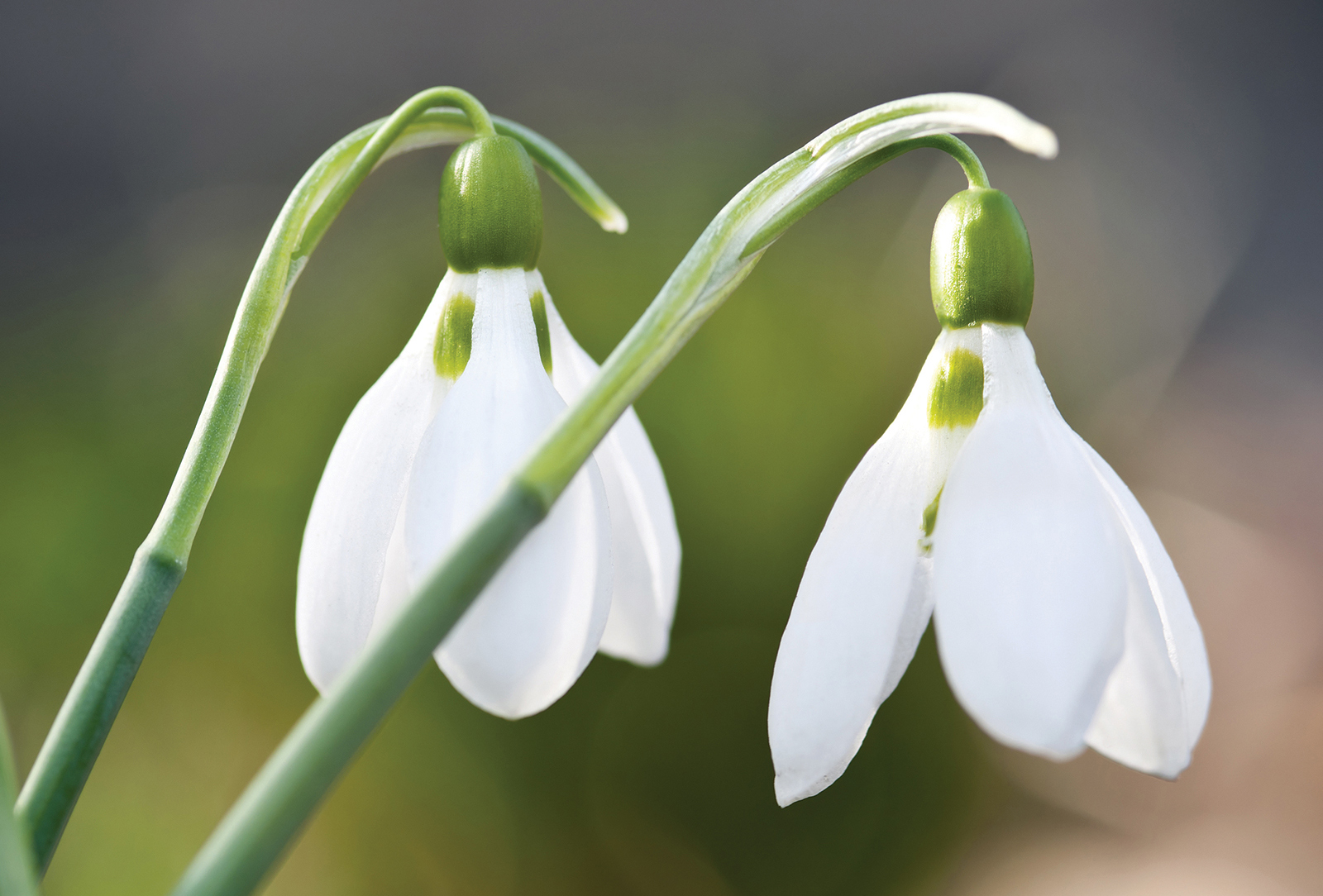 snowdrop-accidental-gardner-highlands-nc