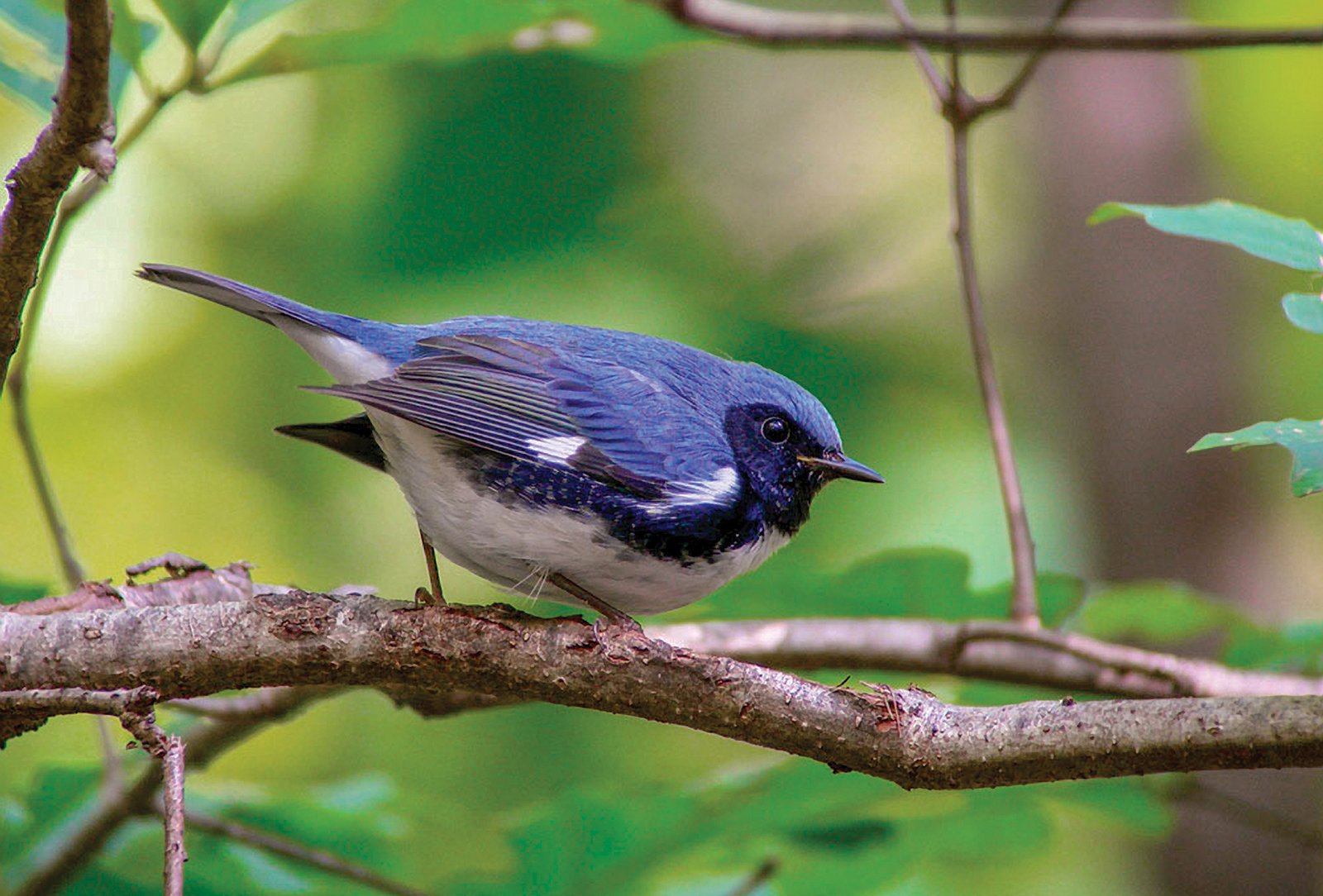 Black-throated-Blue-Warbler-Megumi-Aita-highlands-audubon-society-nc