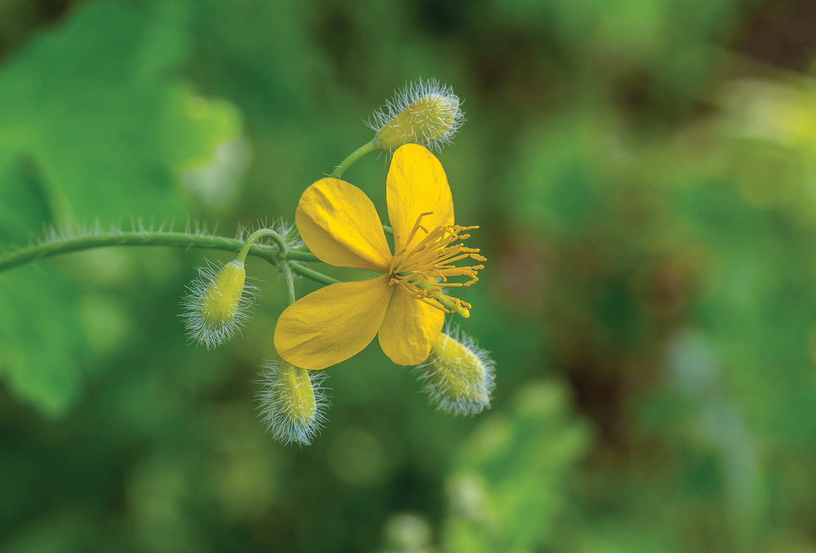 Celandine-poppy-accidental-gardner-highlands-nc