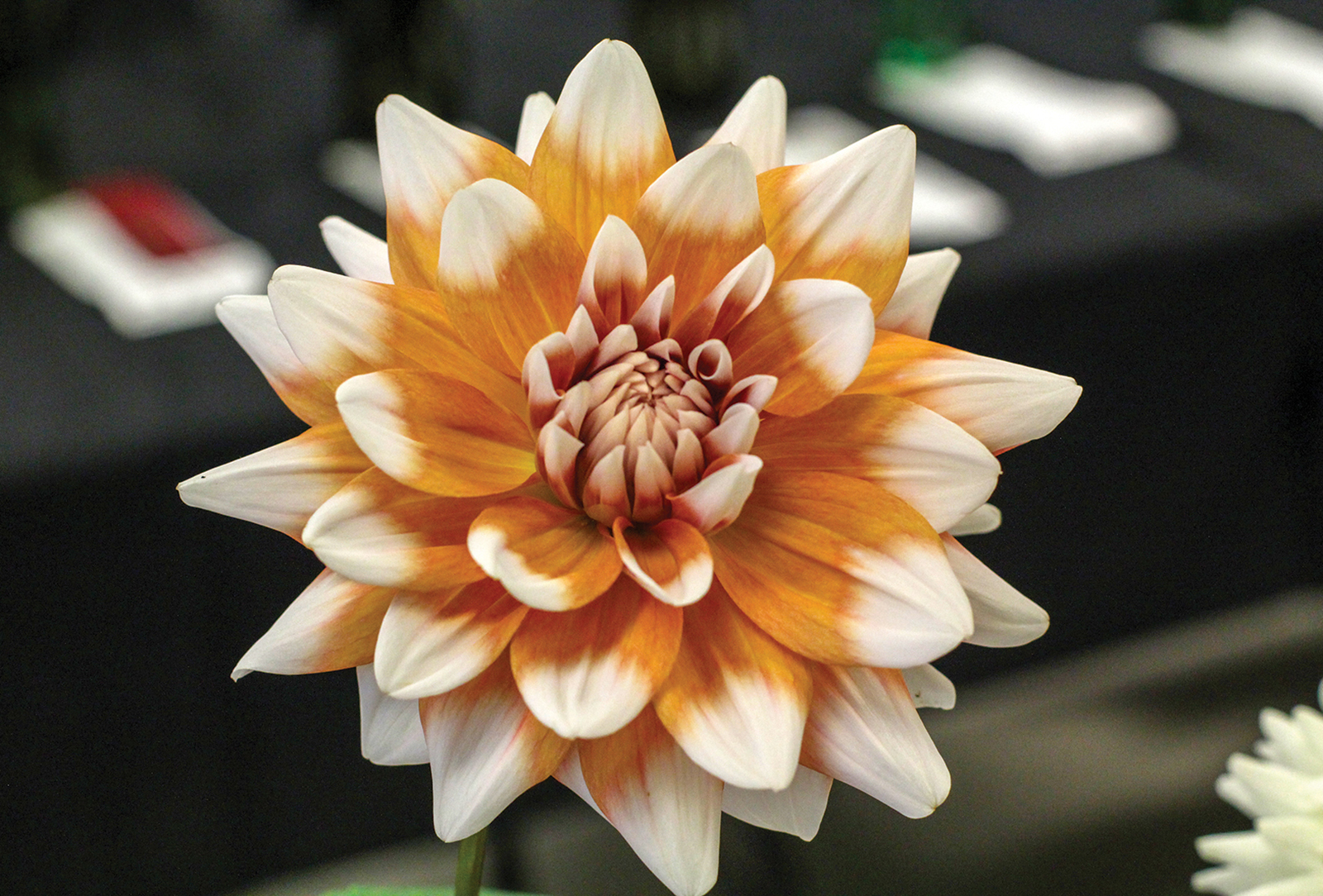 Blooming Abundant, Highlands Dahlia Festival