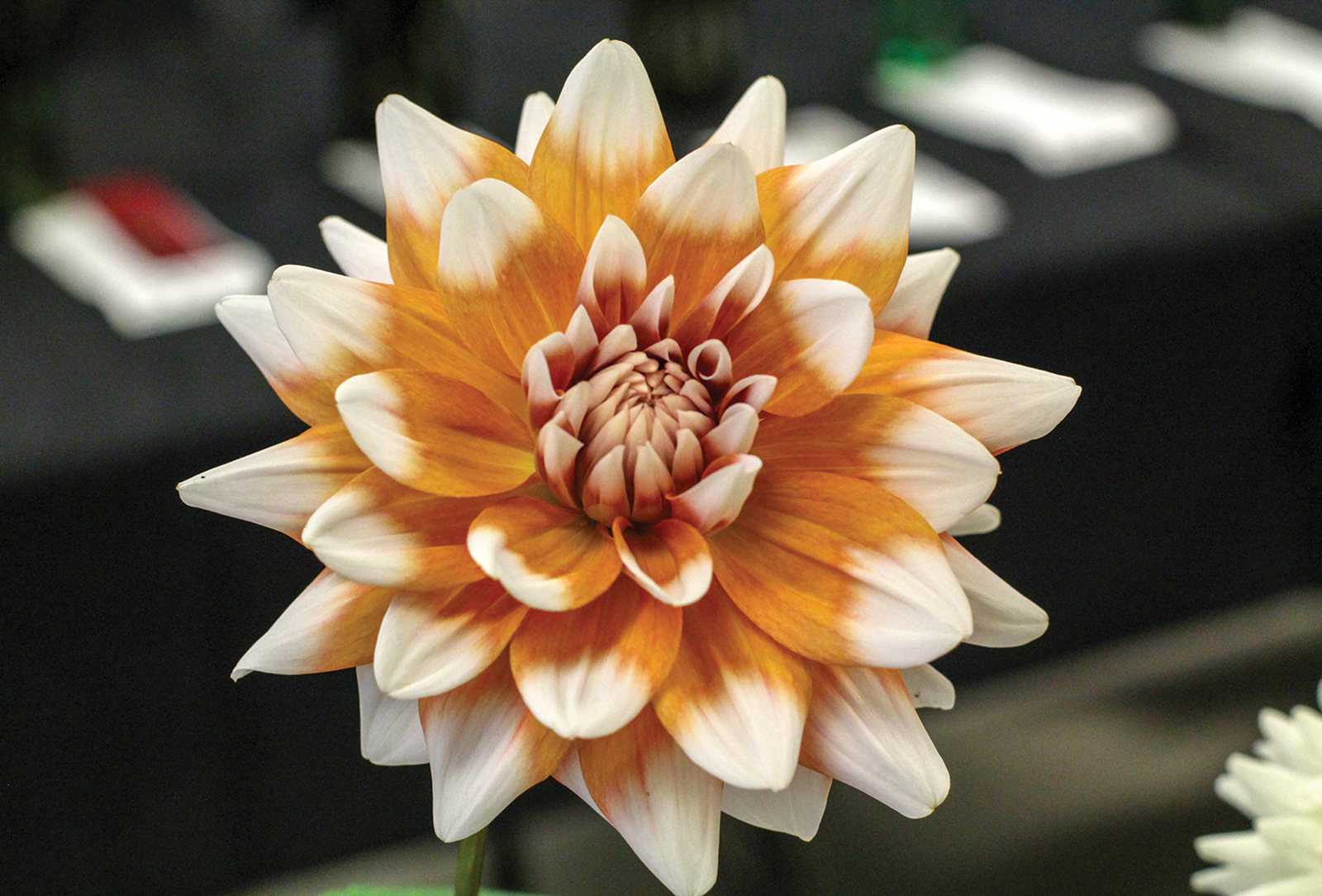 dahlia-festival-highlands-history-nc