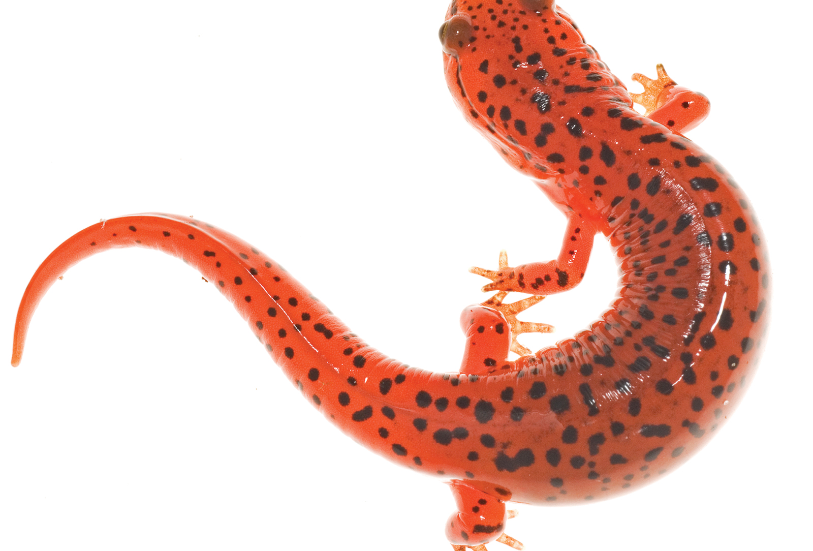 highlands-biological-station-clay-bolt-salamander