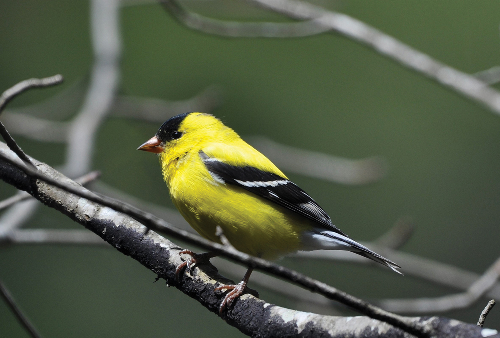 Highlands-audubon-Male-American-Goldfinch-nc