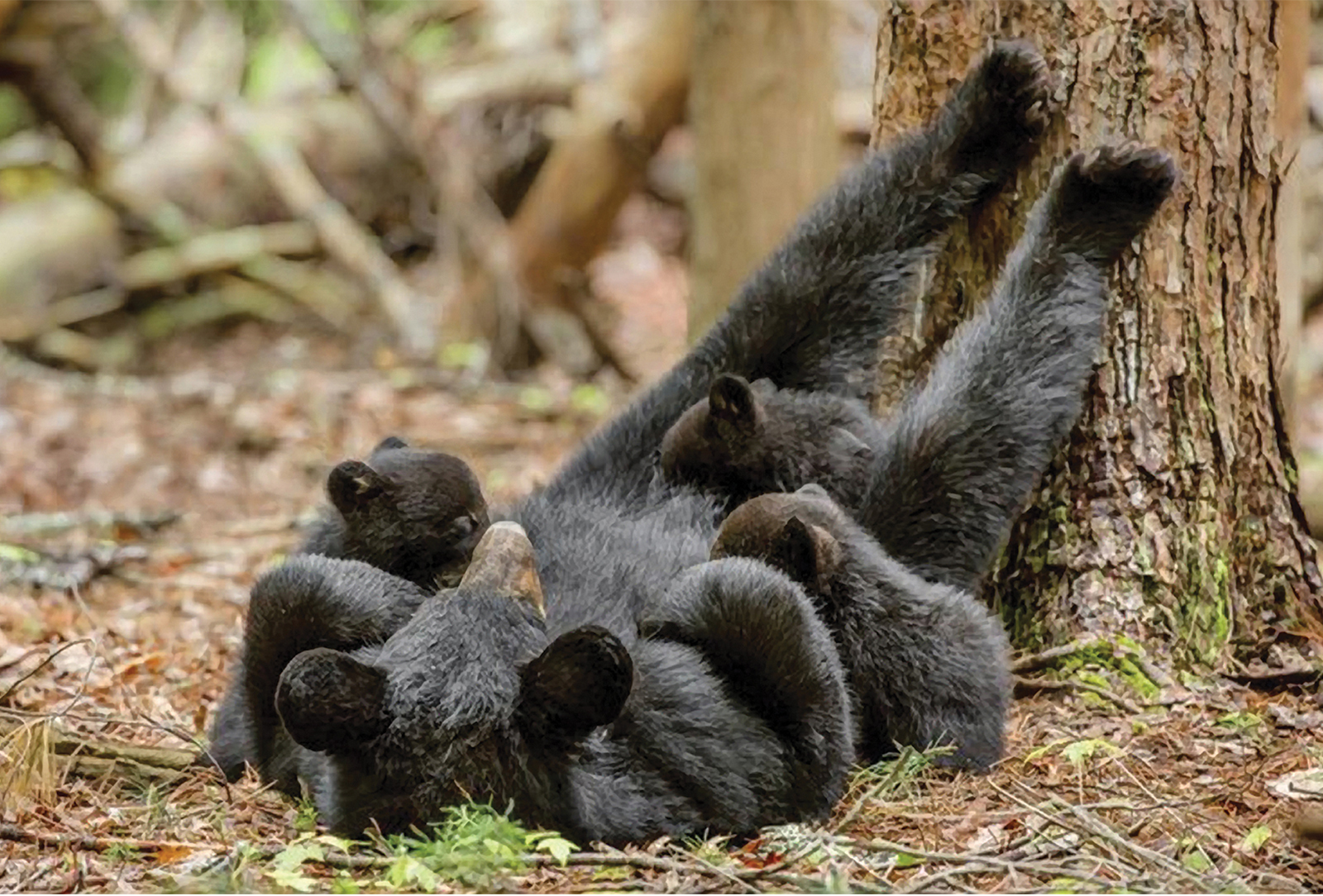 mountain-wildlife-days-bear-bill-lea