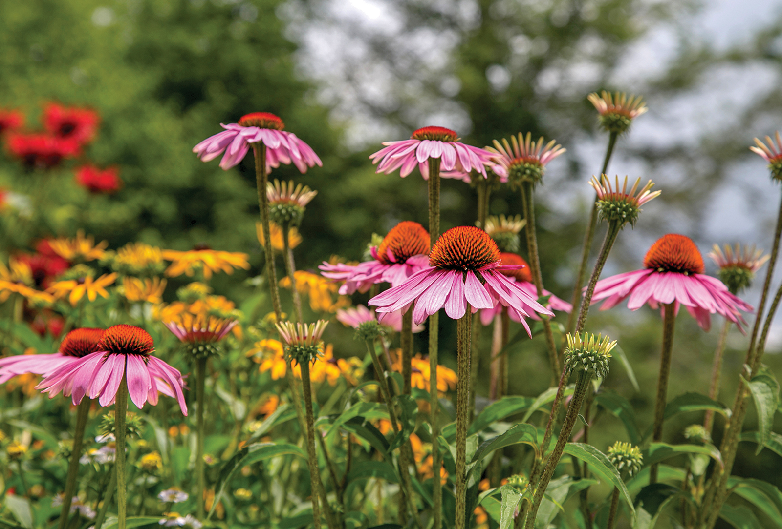 mountains-in-bloom-bascom-garden