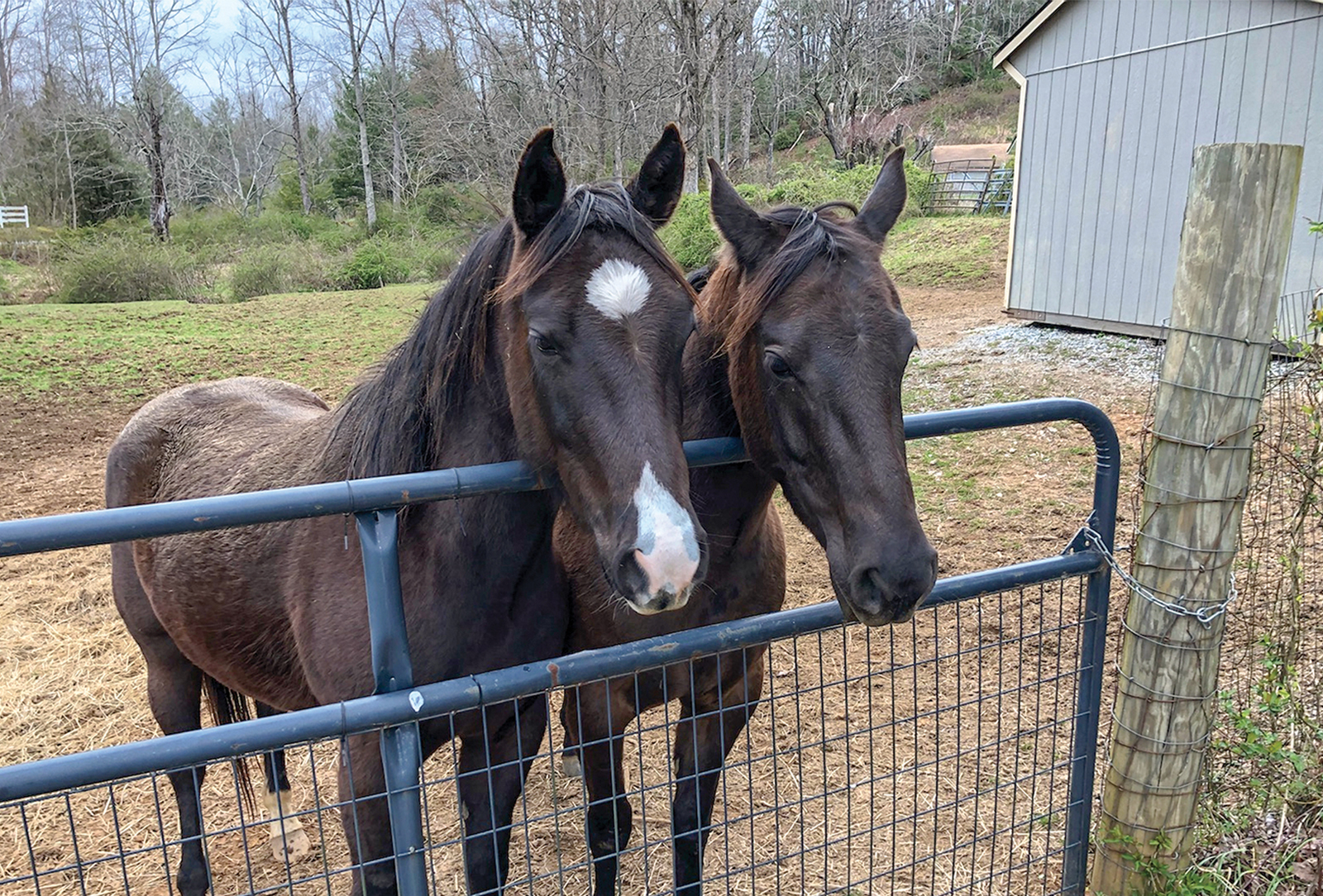 FRIENDs-for-life-horses-