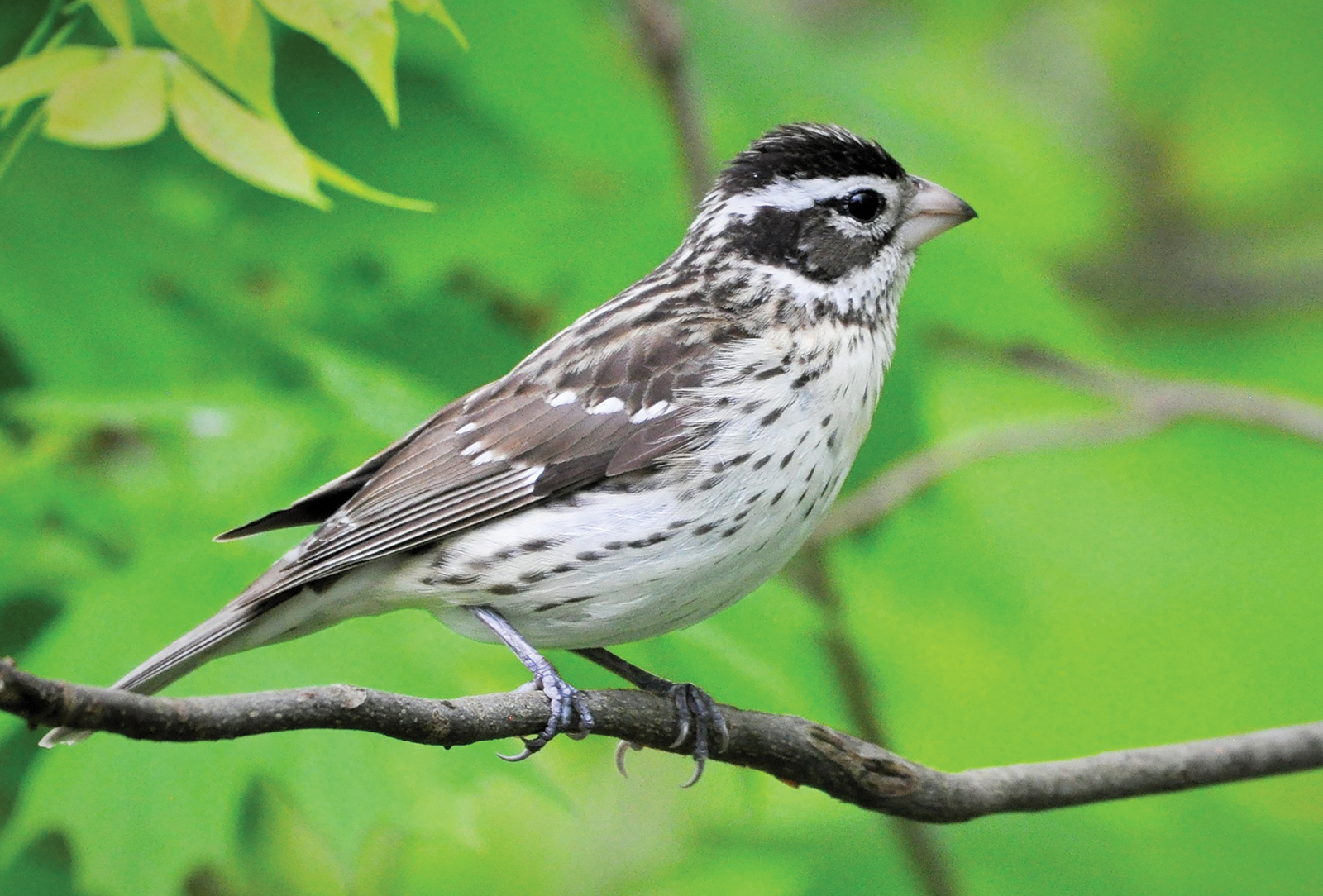 Female Rose-breasted Grosbeak by William McReynolds.