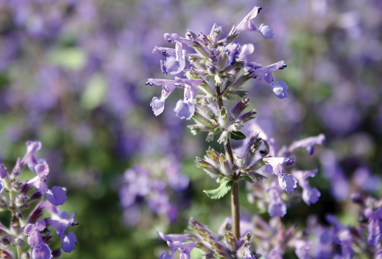 Catnip, Accidental Gardener, Highlands NC