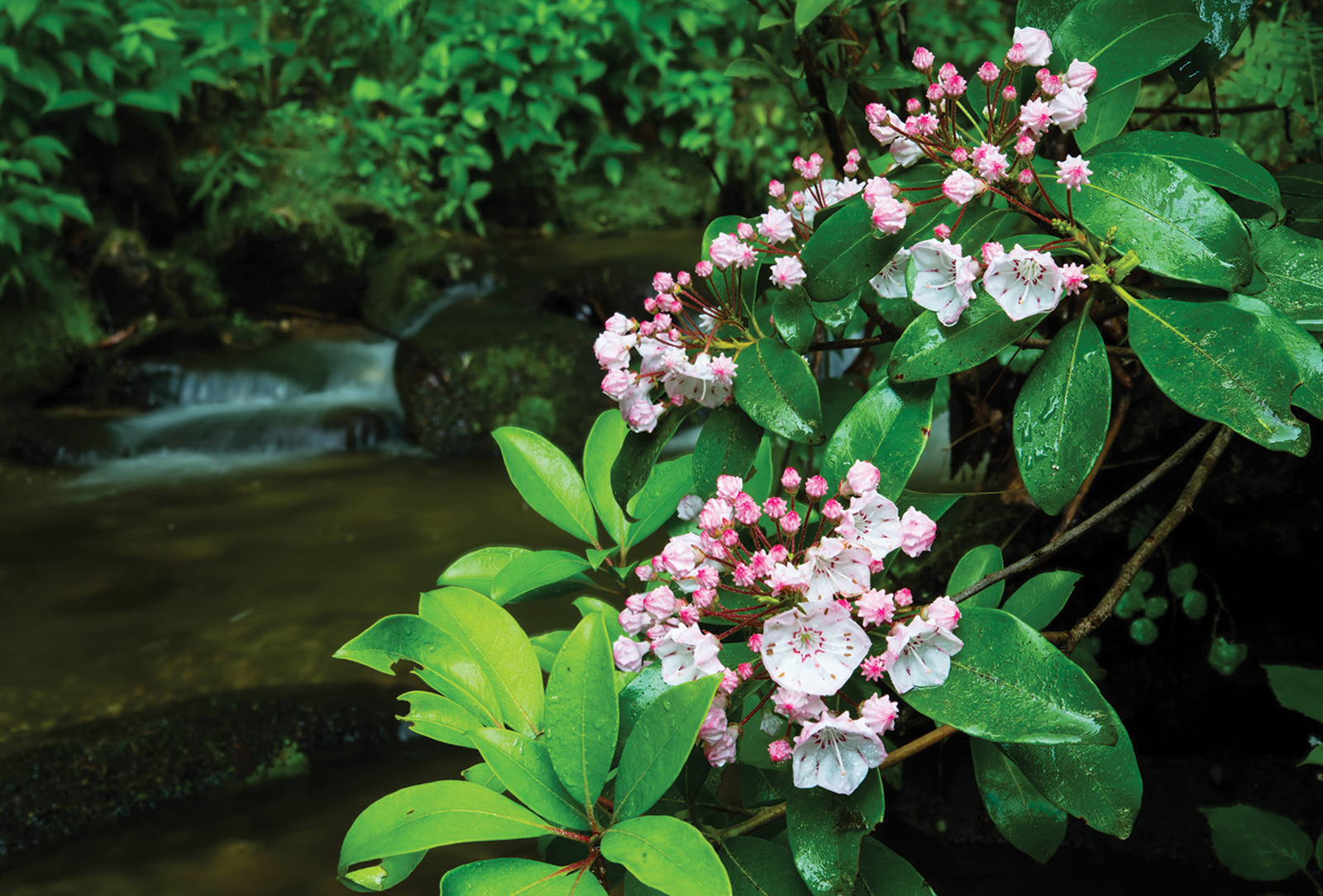Mountain Laurel and Oliver Creek photo by Peter Ray