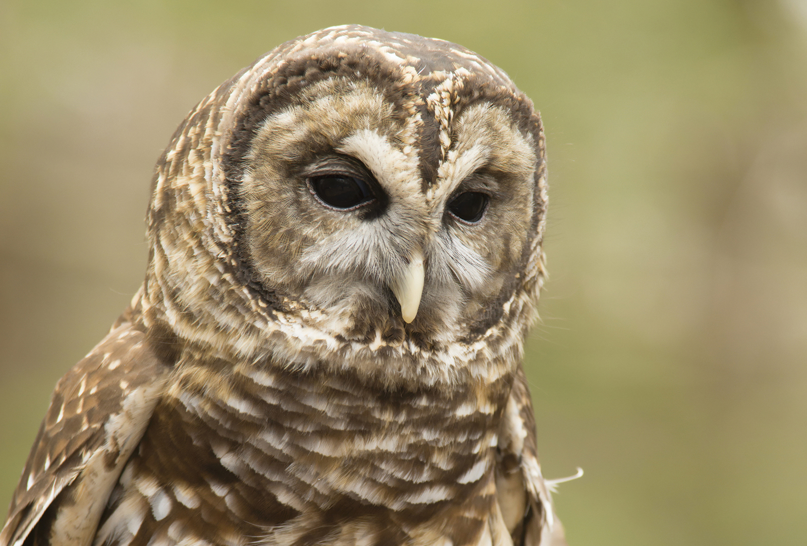 Mountain Wildlife Days at Sapphire Valley Resort