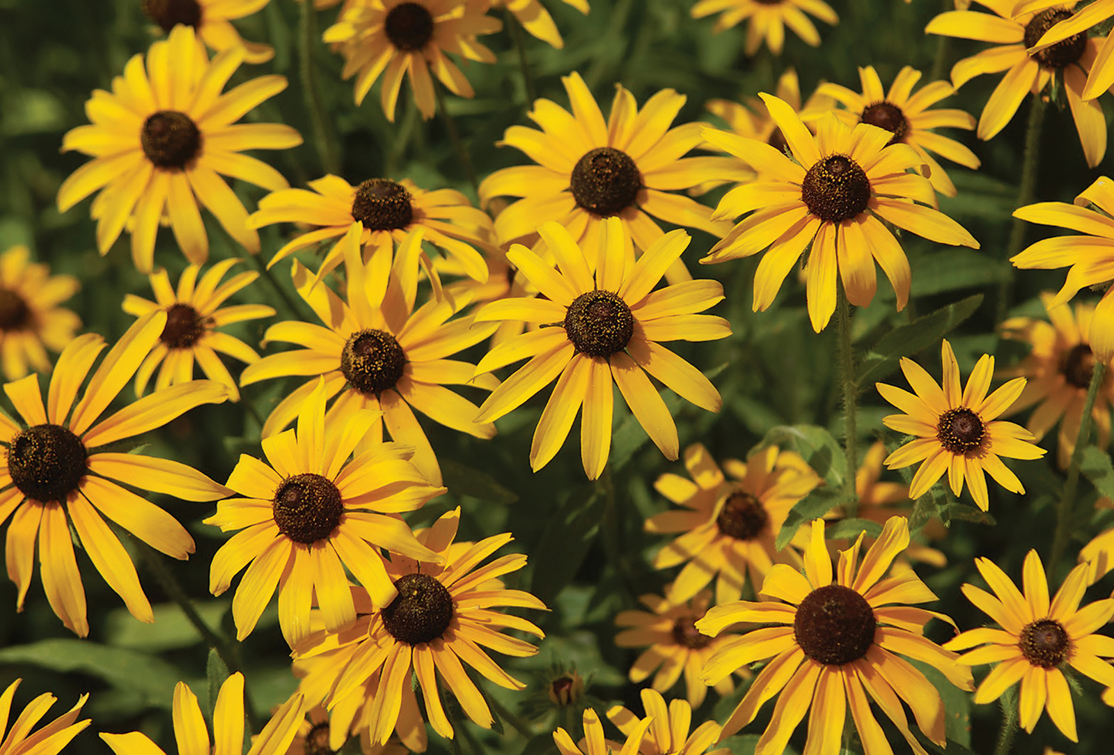 black-eyed-susan