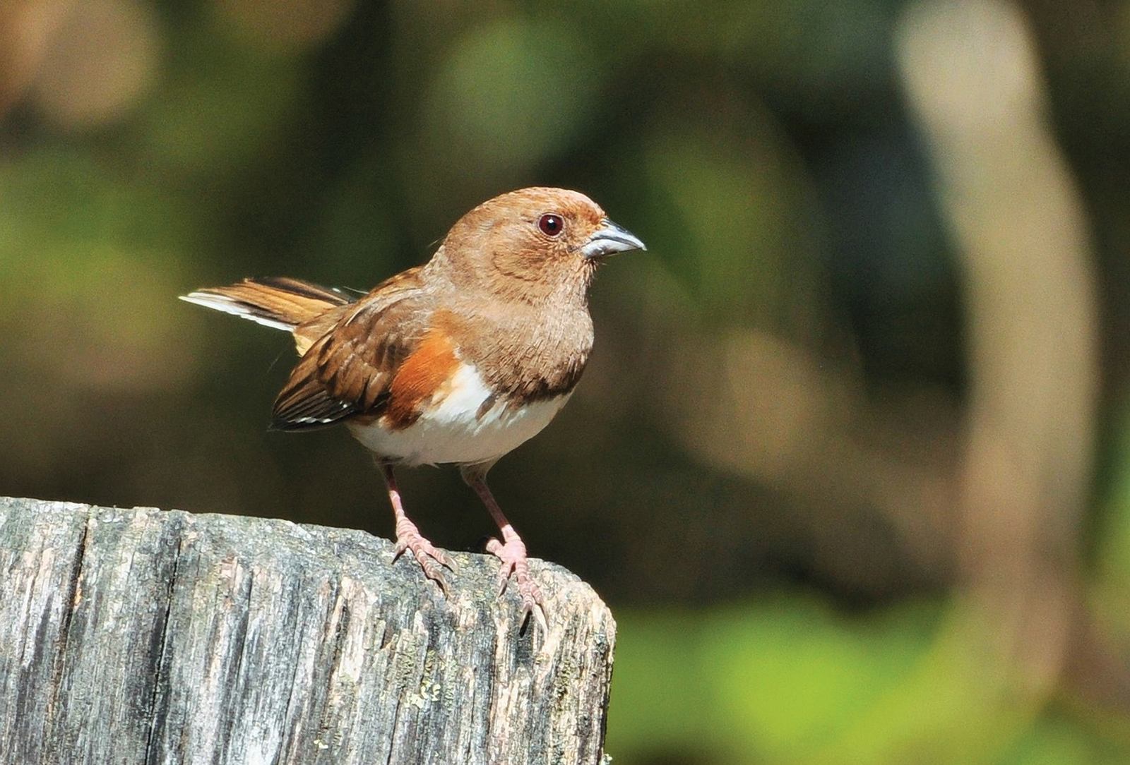 highlands-audubon-red-eyed-eastern-towhee-female