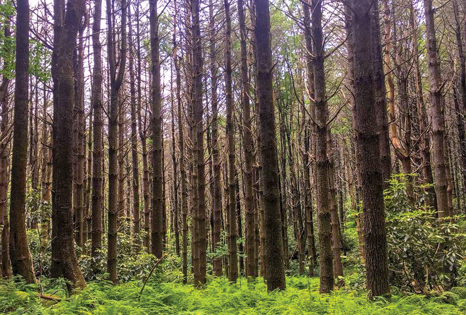 little-Green-Mountain-Panthertown-Valley-nc