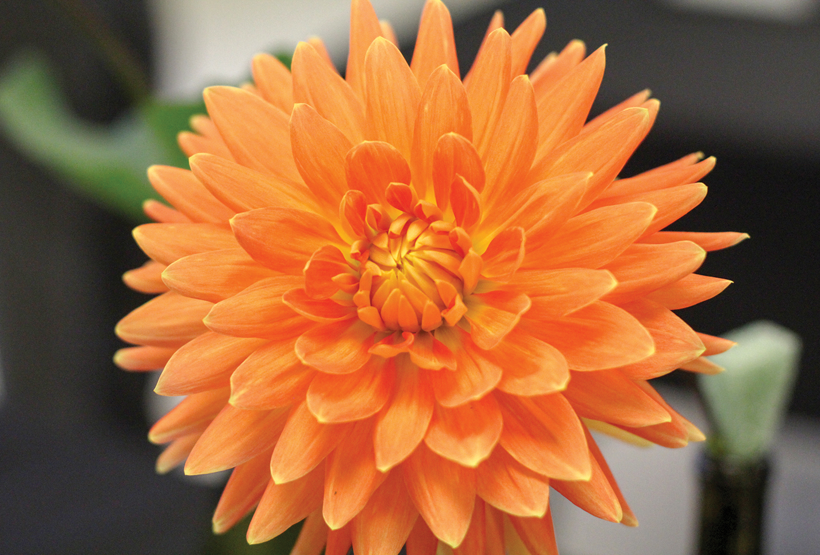 dahlia-festival-highlands-nc-tangerine