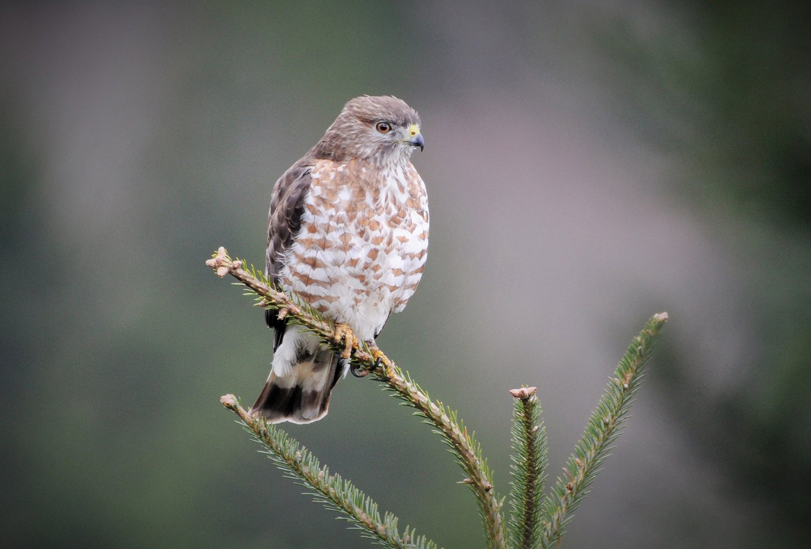 Highlands Audubon Society Broad winged Hawk