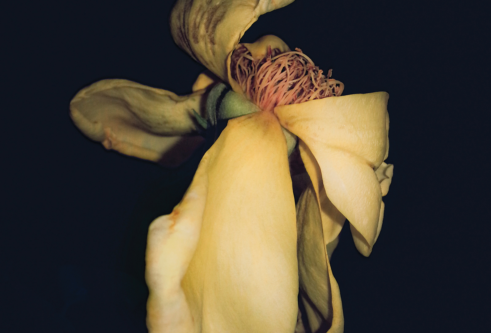 Carolina Gallery Yellow Falling Rose