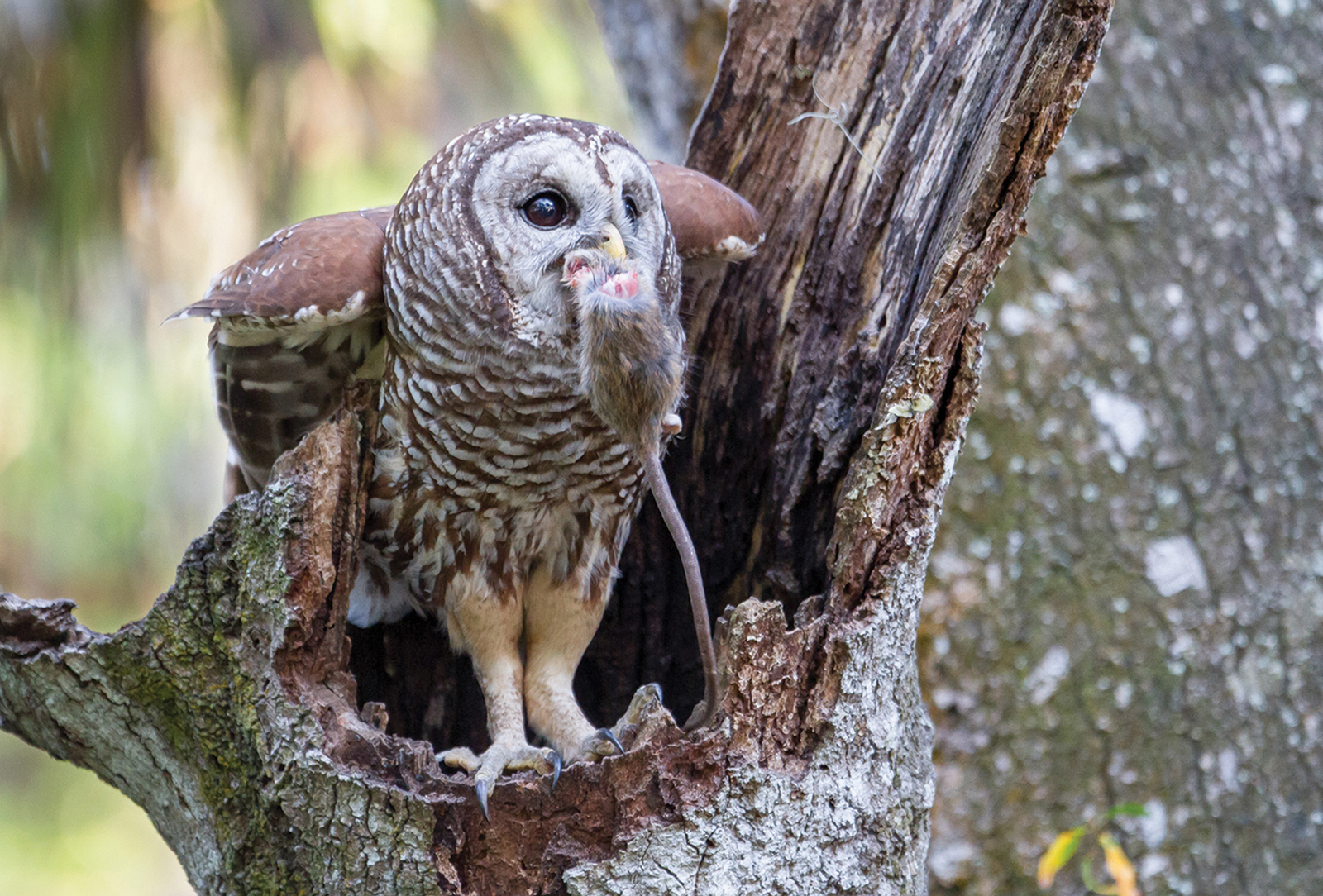 highlands nc audubon Barred Owl