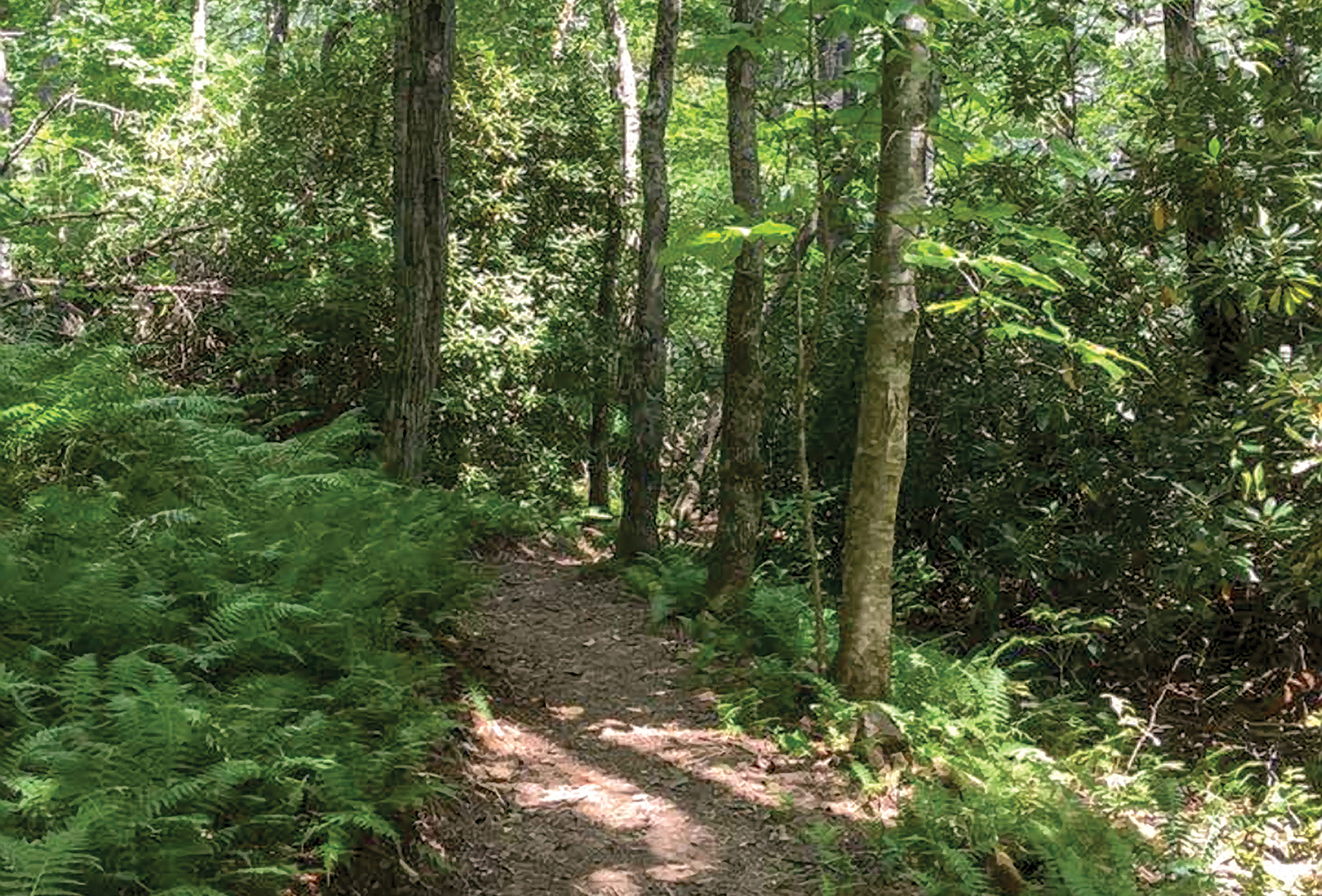 highlands nc brushy face trail