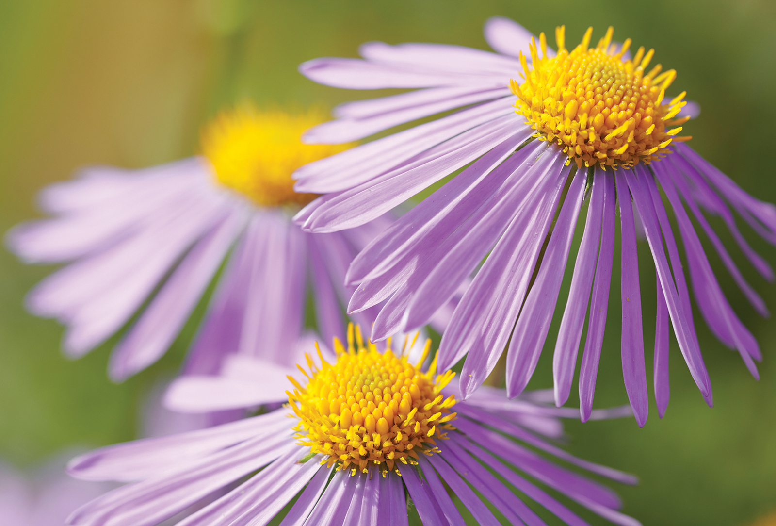 tatarian aster highlands nc