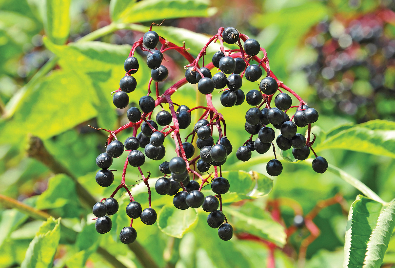 cashiers nc elderberry