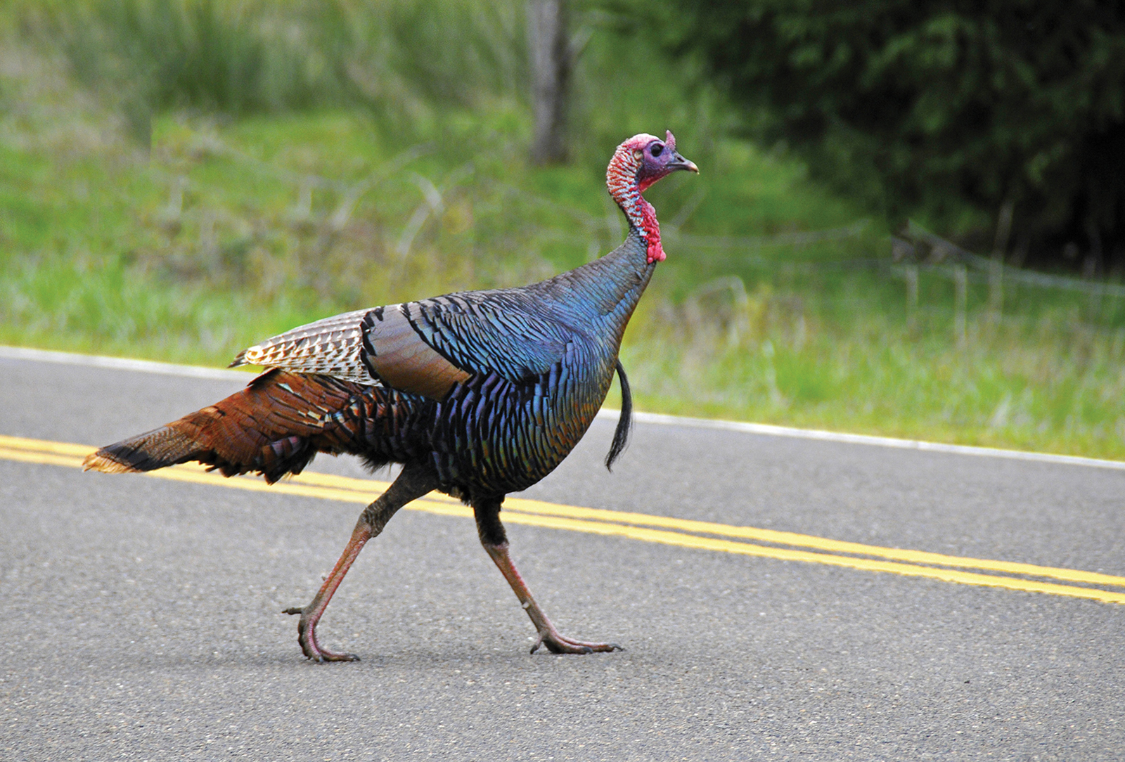 cashiers nc turkey trott