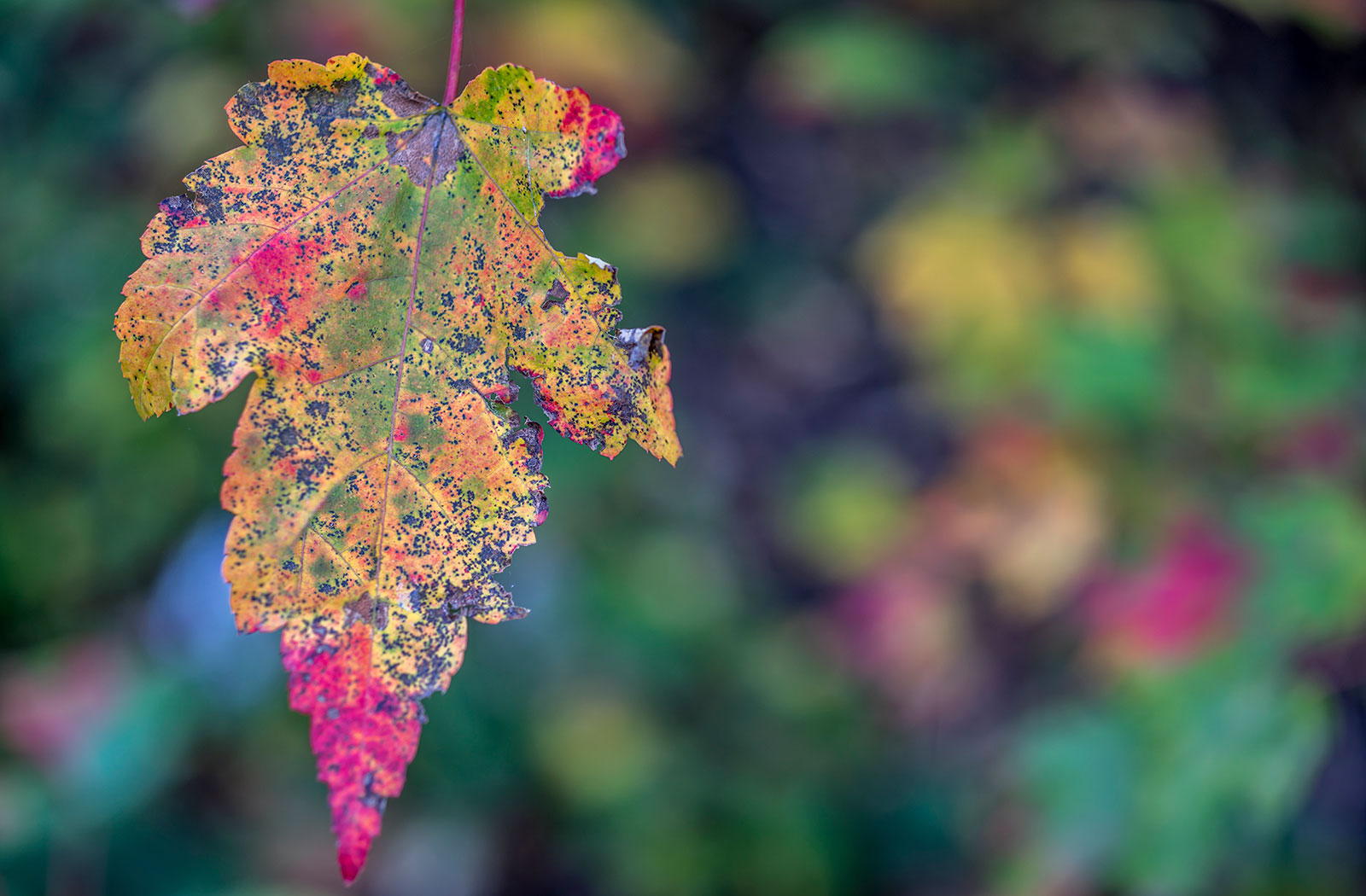 highlands nc fall leaf