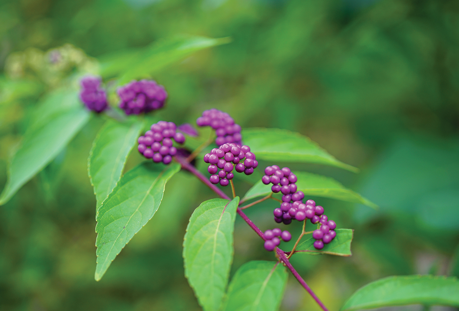 highlands nc cashiers nc accidental gardner beautyberry