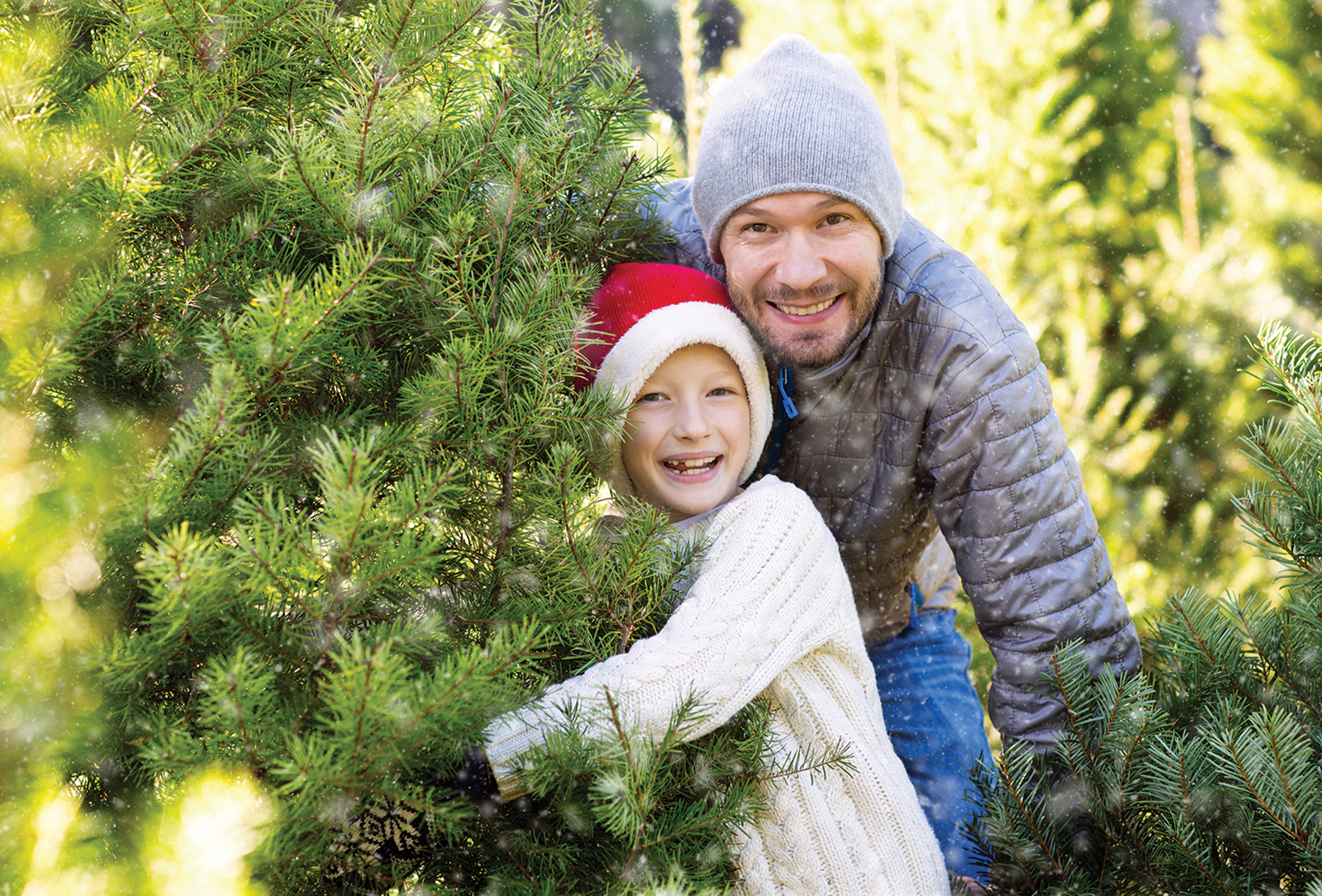 higlands nc cashiers nc christmas tree farm