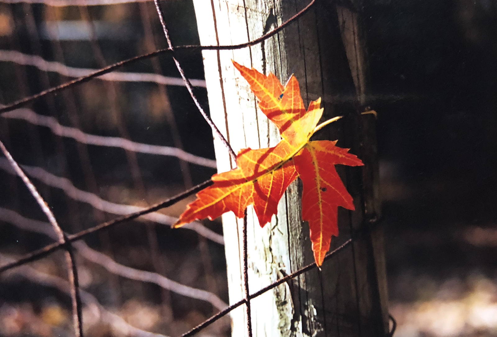 scaly mountain nc womens club leaf fence