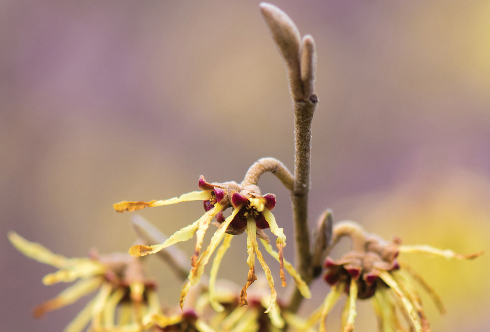 highlands nc accidental gardner witch hazel