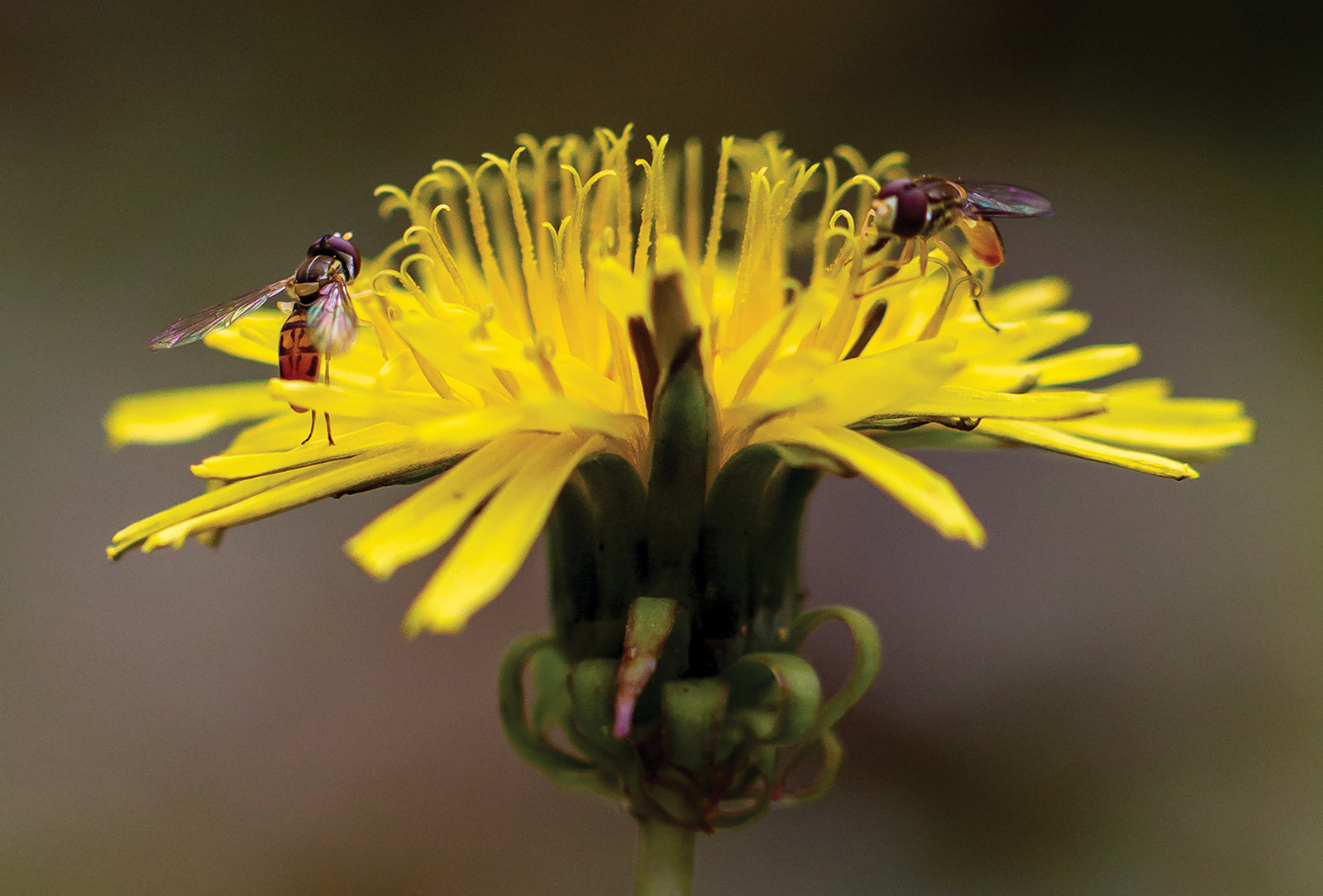 highlands nc photography susan renfro flower bees