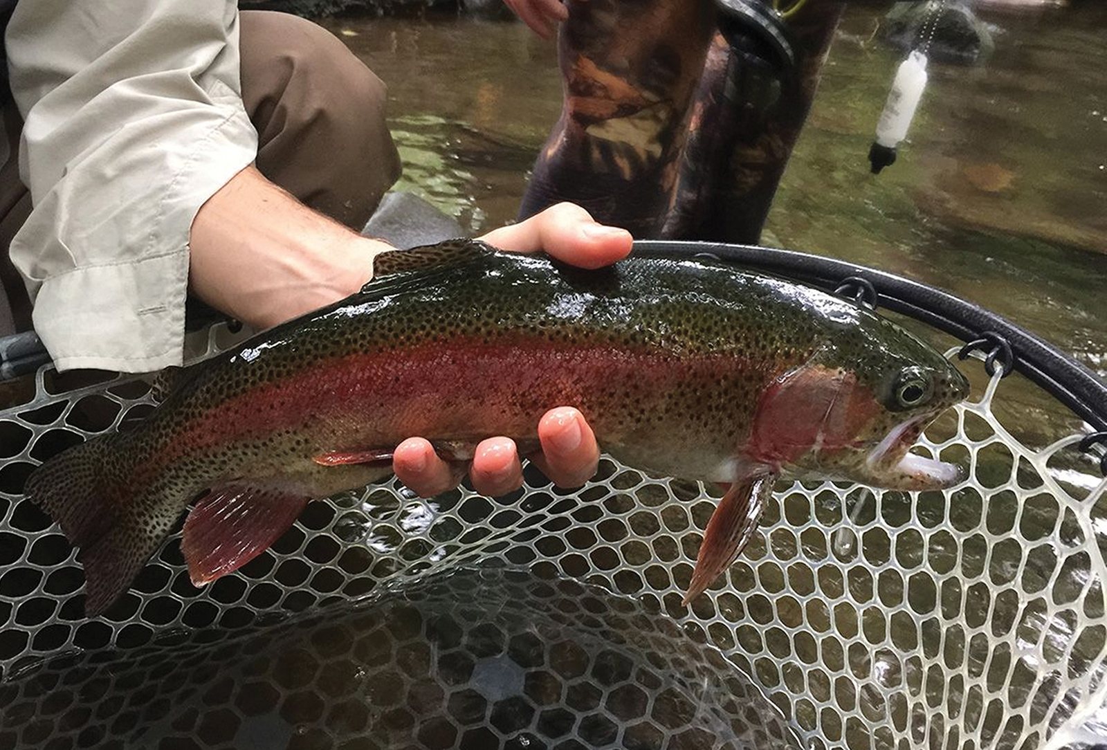 cashiers nc village nature series fish