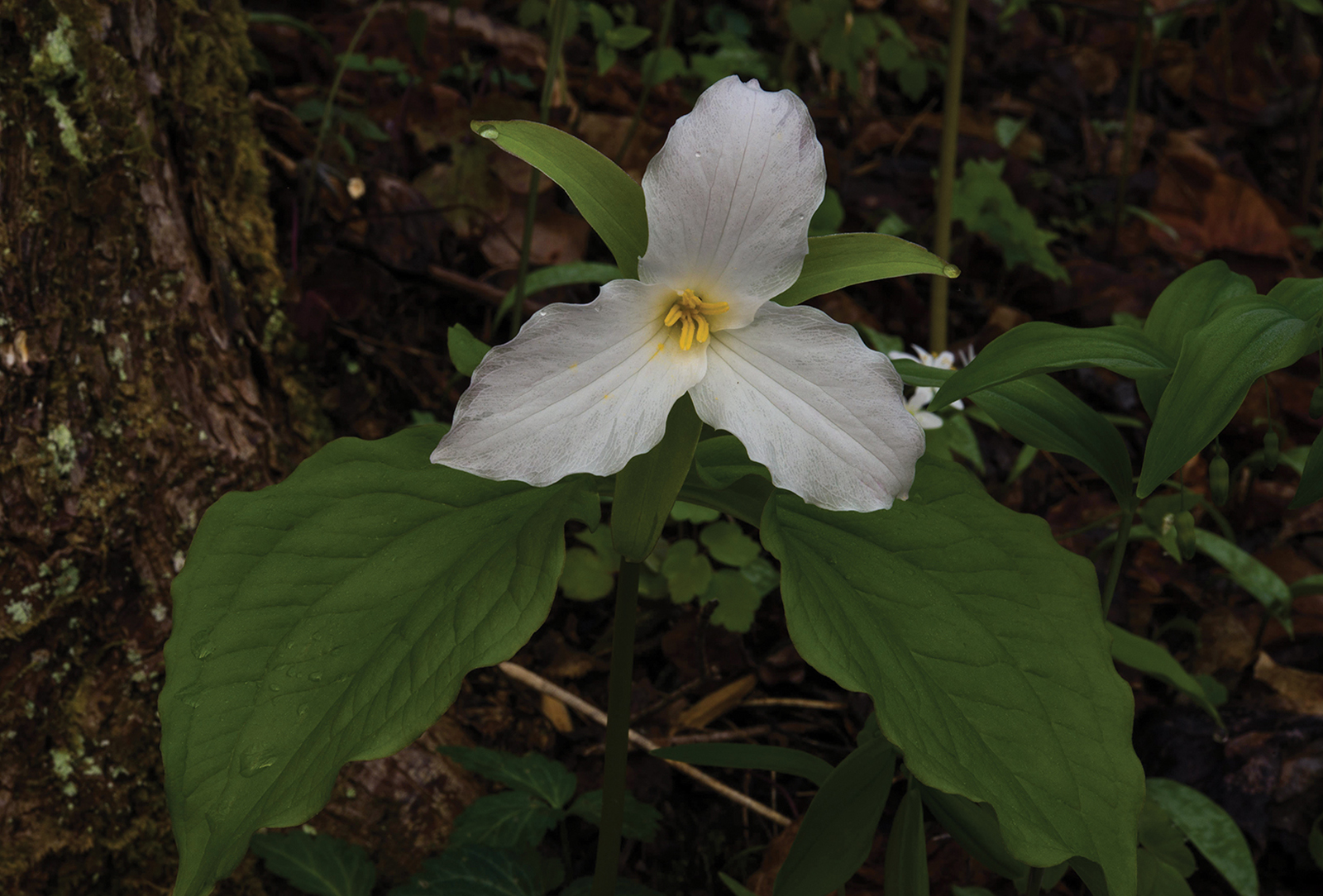 highlands nc Single White Trillium