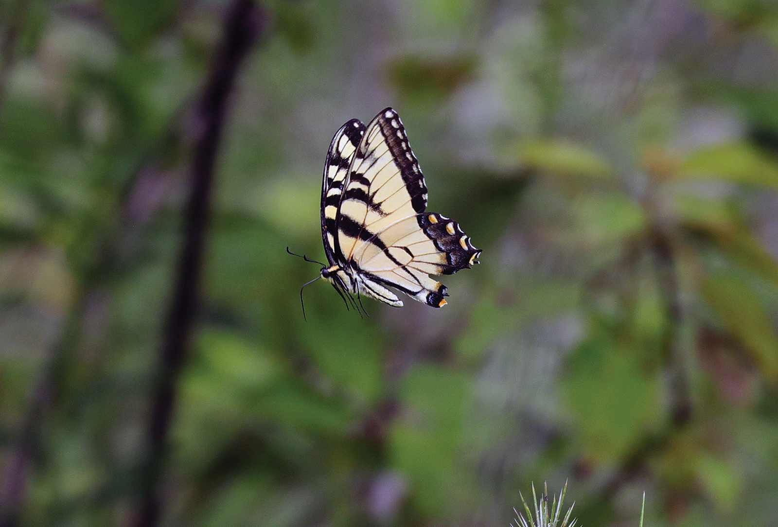 highlands nc photographer greg clarkson butterfly