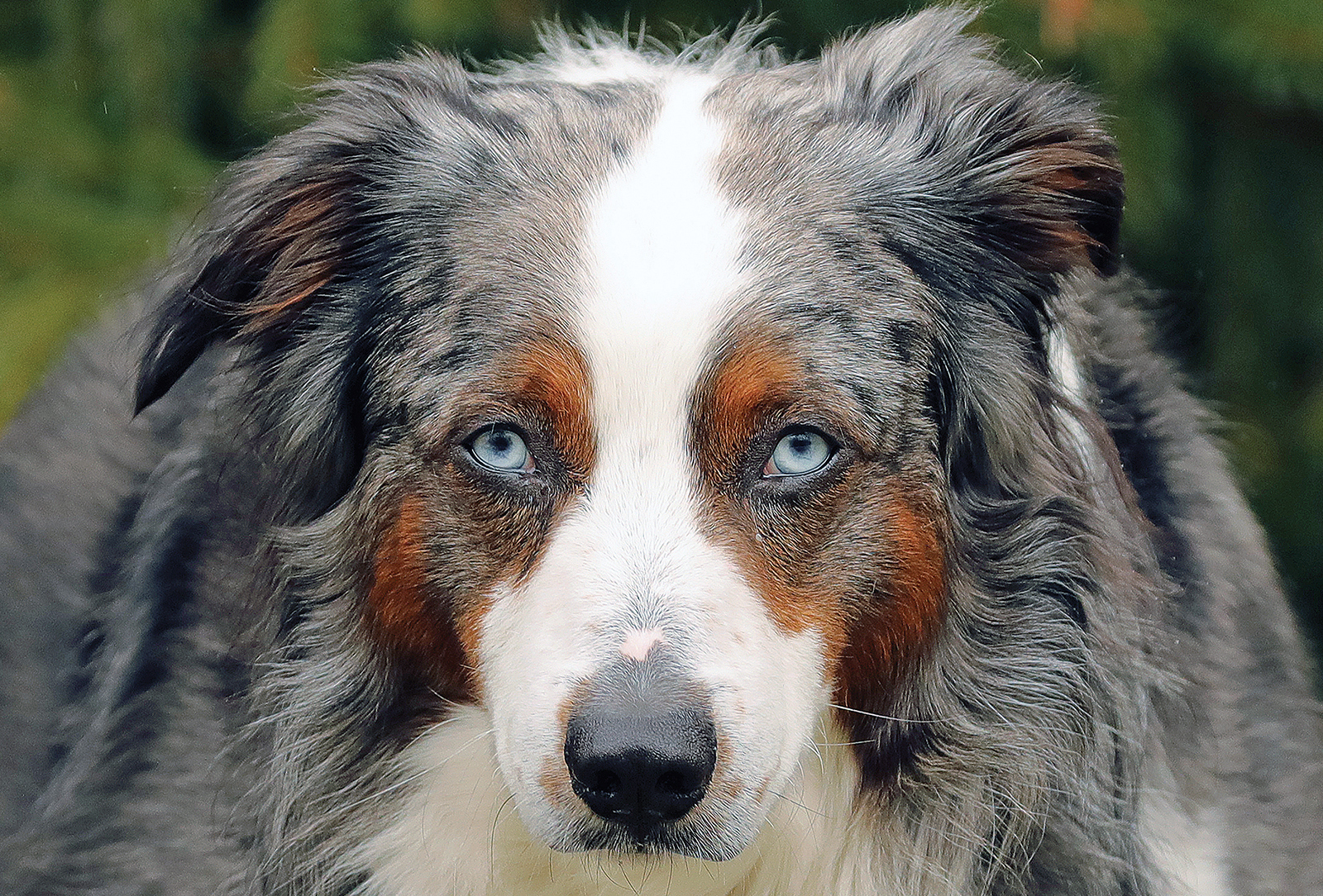 highlands nc photographer greg clarkson oliver dog