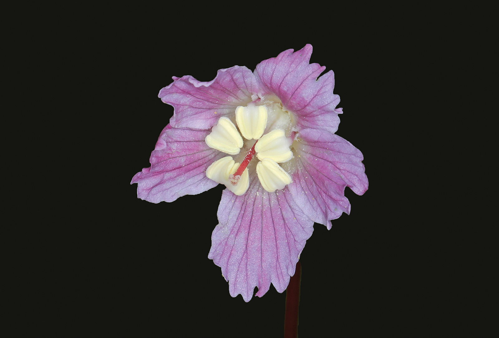 highlands nc photographer greg clarkson pink flower