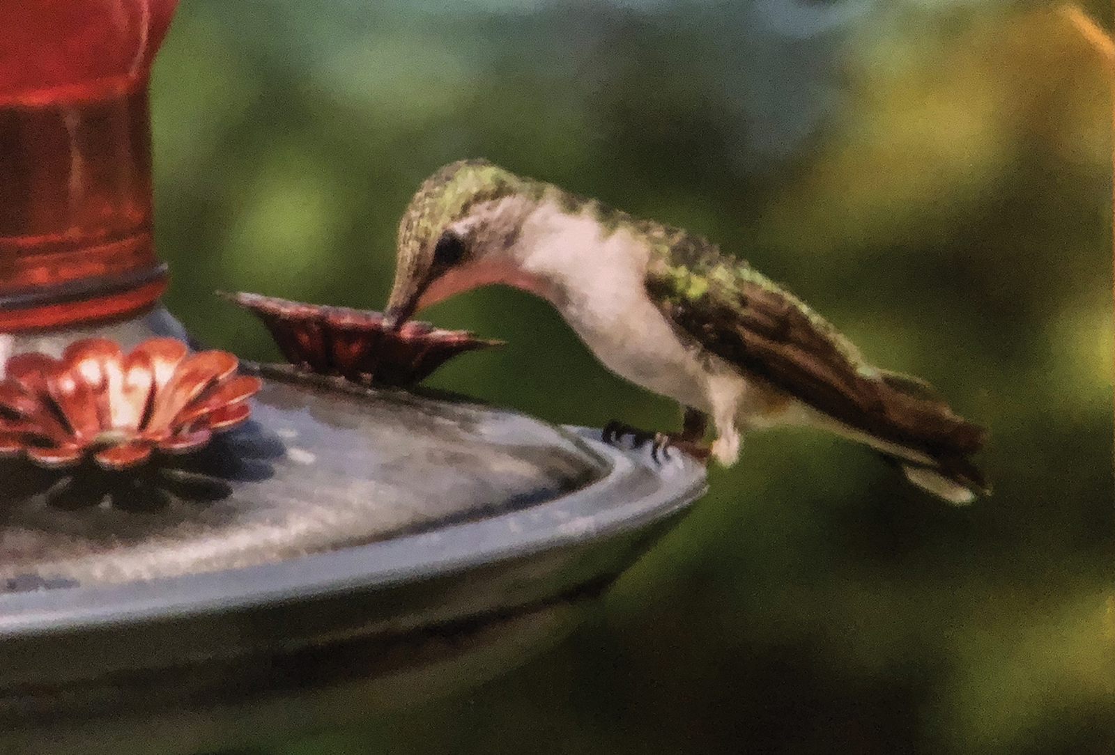 highlands nc scaly mtn womens club hummingbird