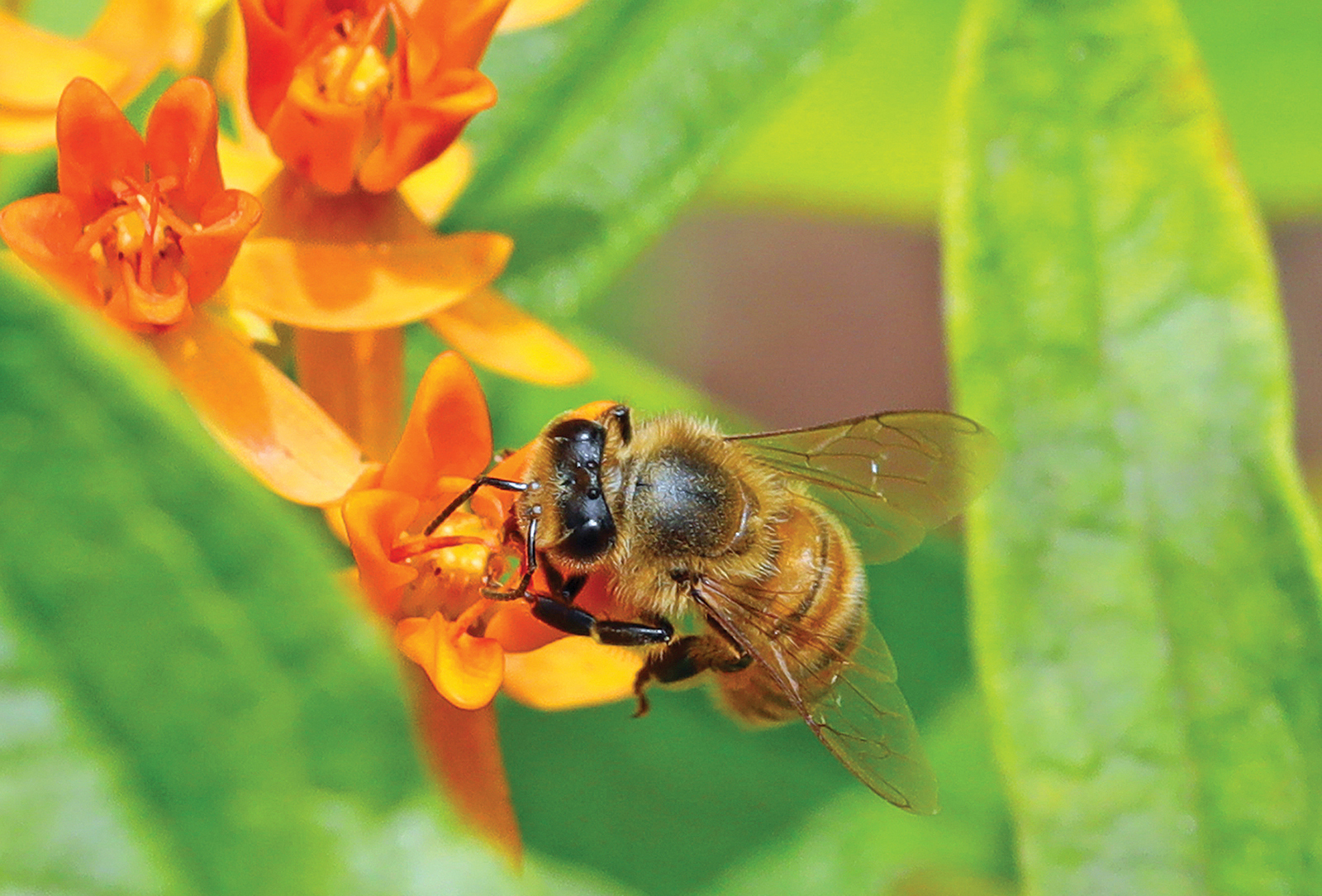 Highlands NC, World Bee Day